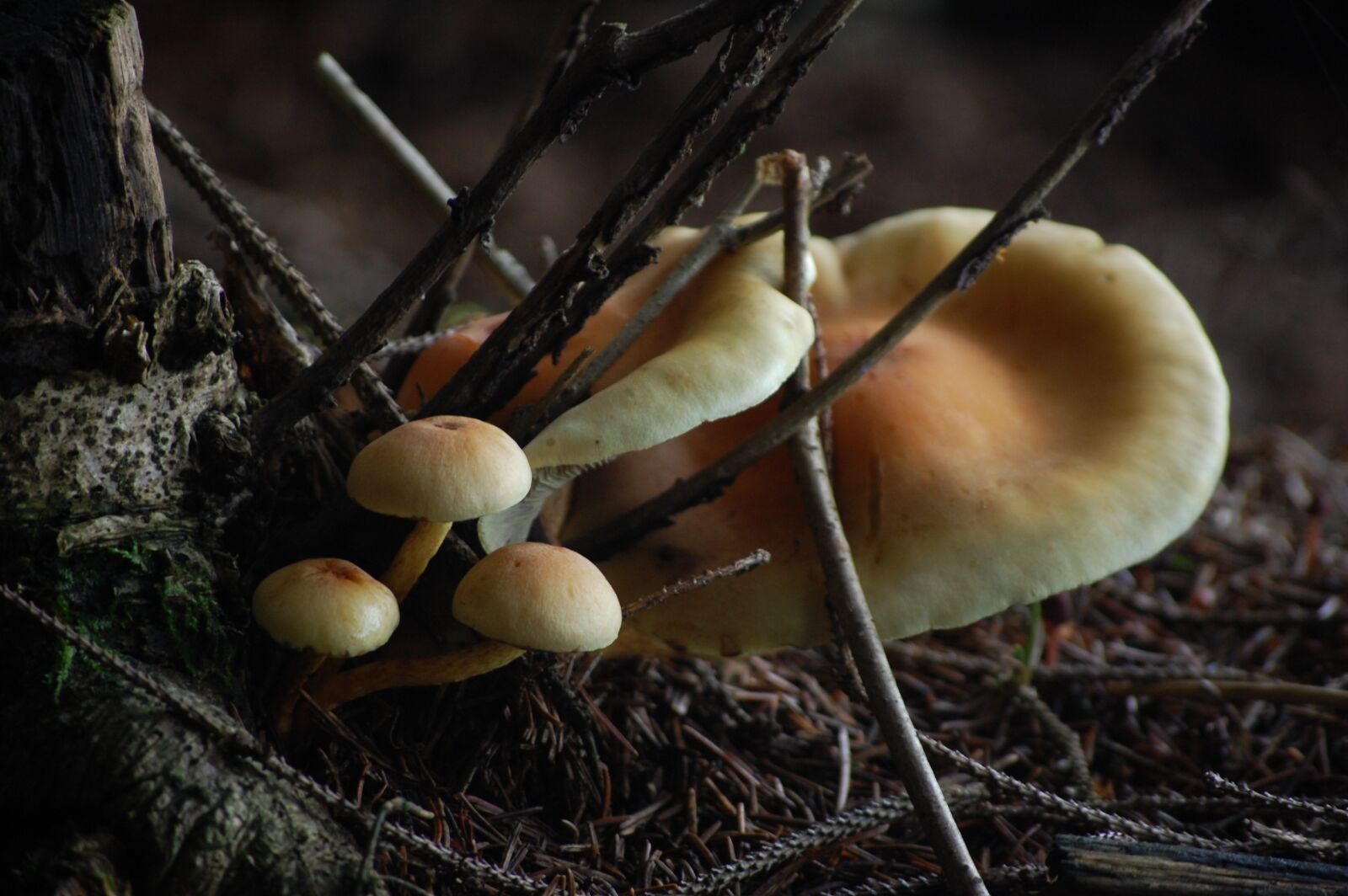 Nikon D40 sample photo. Mushrooms, nature, forest photography