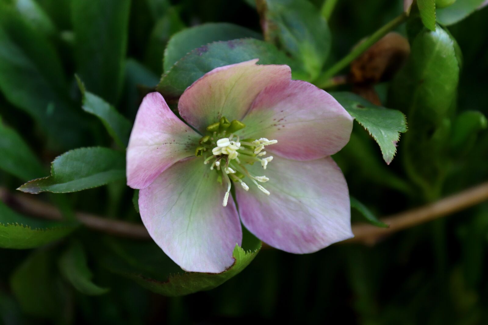 Canon EOS 200D (EOS Rebel SL2 / EOS Kiss X9) sample photo. Prevalence rose, flower, nature photography
