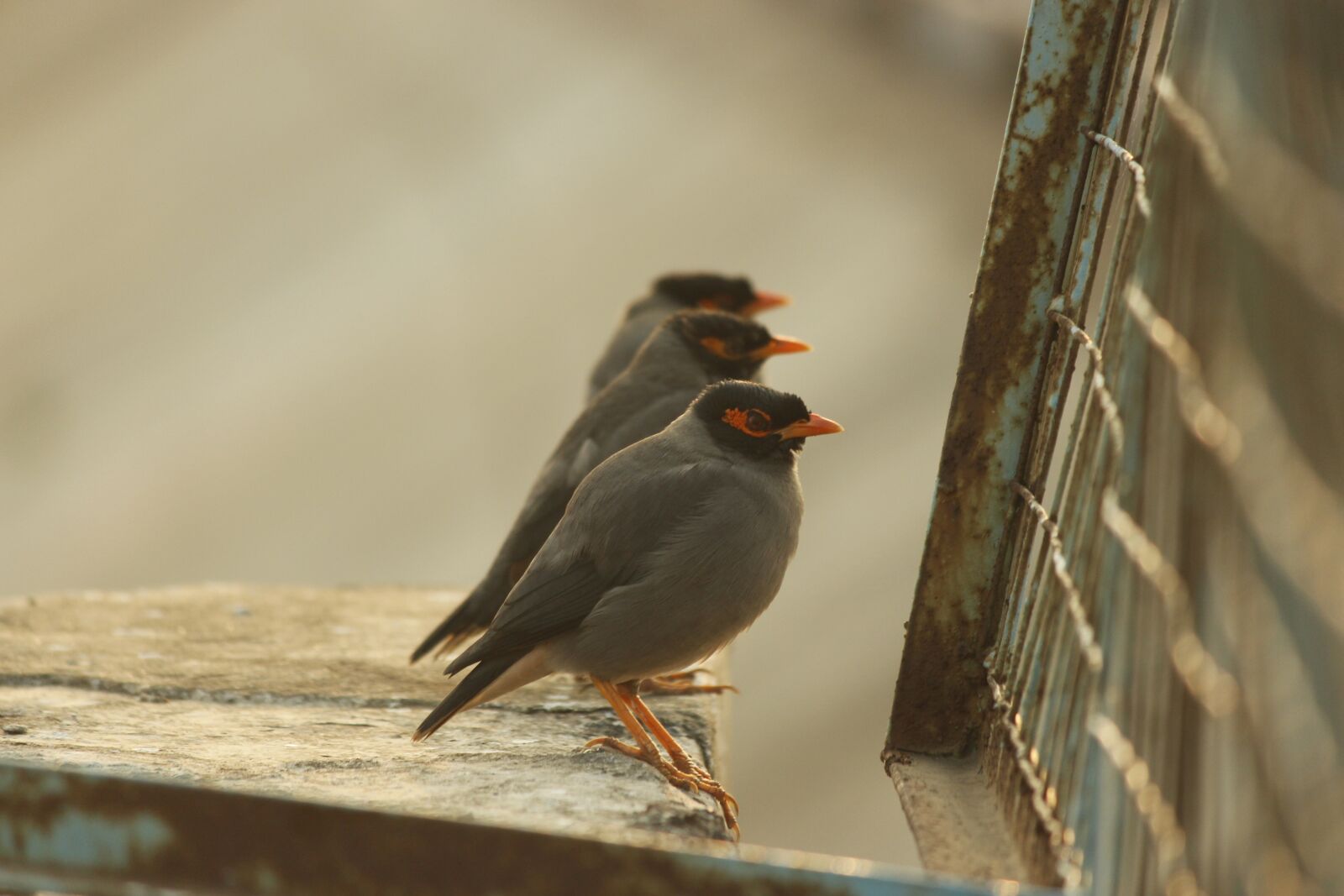 Canon EOS 700D (EOS Rebel T5i / EOS Kiss X7i) sample photo. Bird, wildlife, nature photography