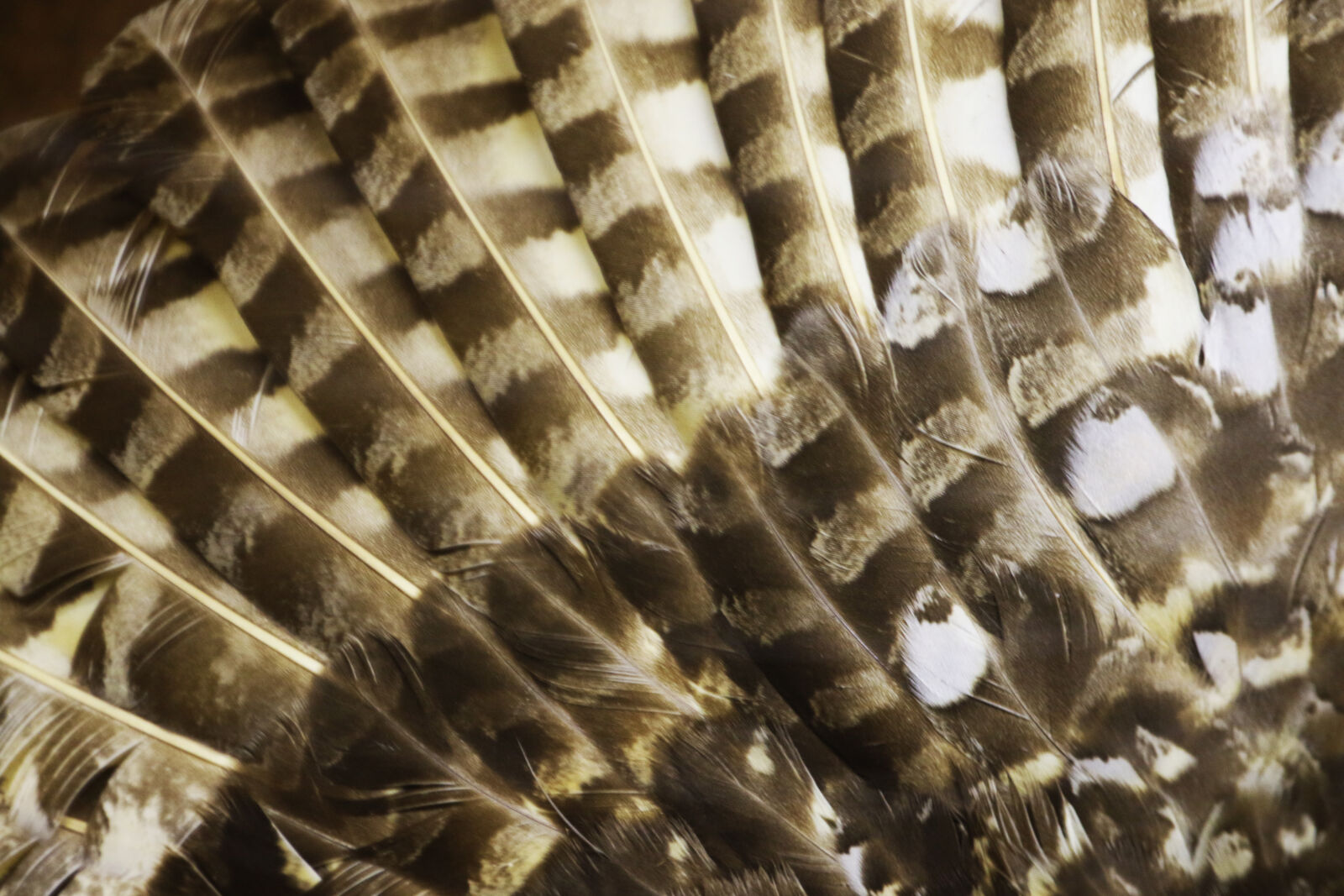 Canon EOS 7D Mark II sample photo. Animal, background, bird, feathers photography
