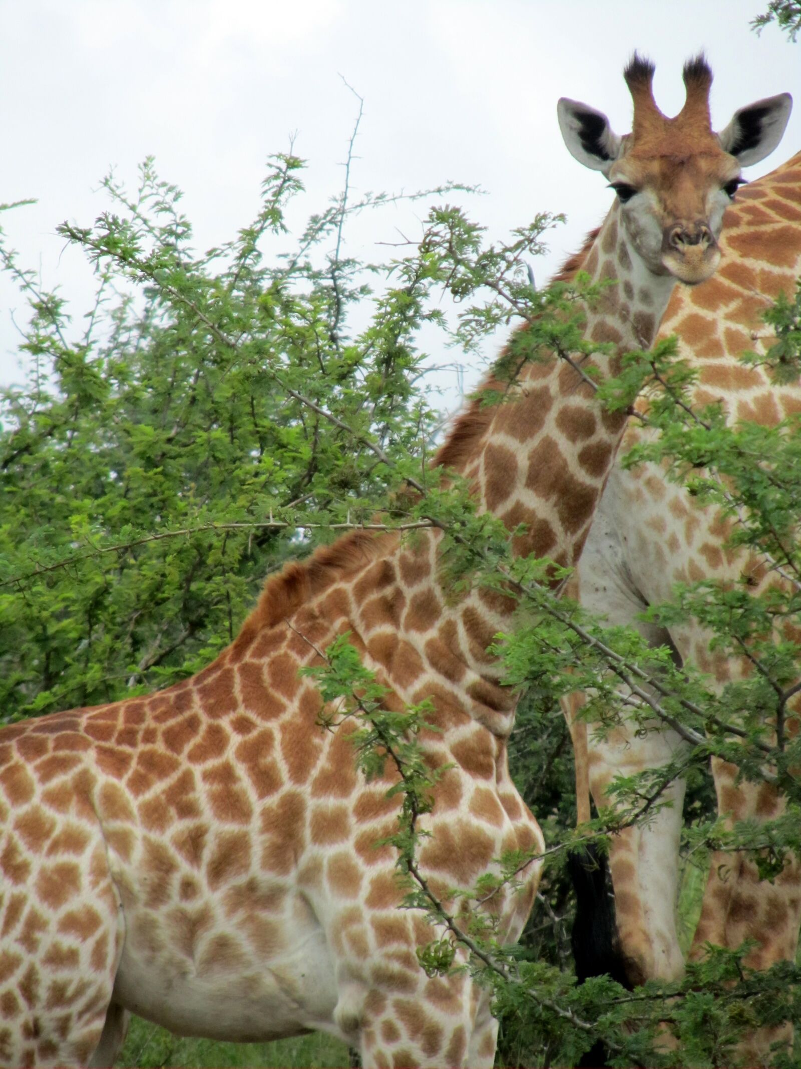 Canon PowerShot SX210 IS sample photo. Baby, african, male photography