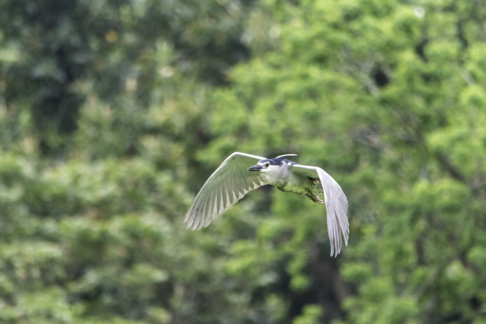 Nikon D5500 sample photo. Nature, bird, wildlife photography