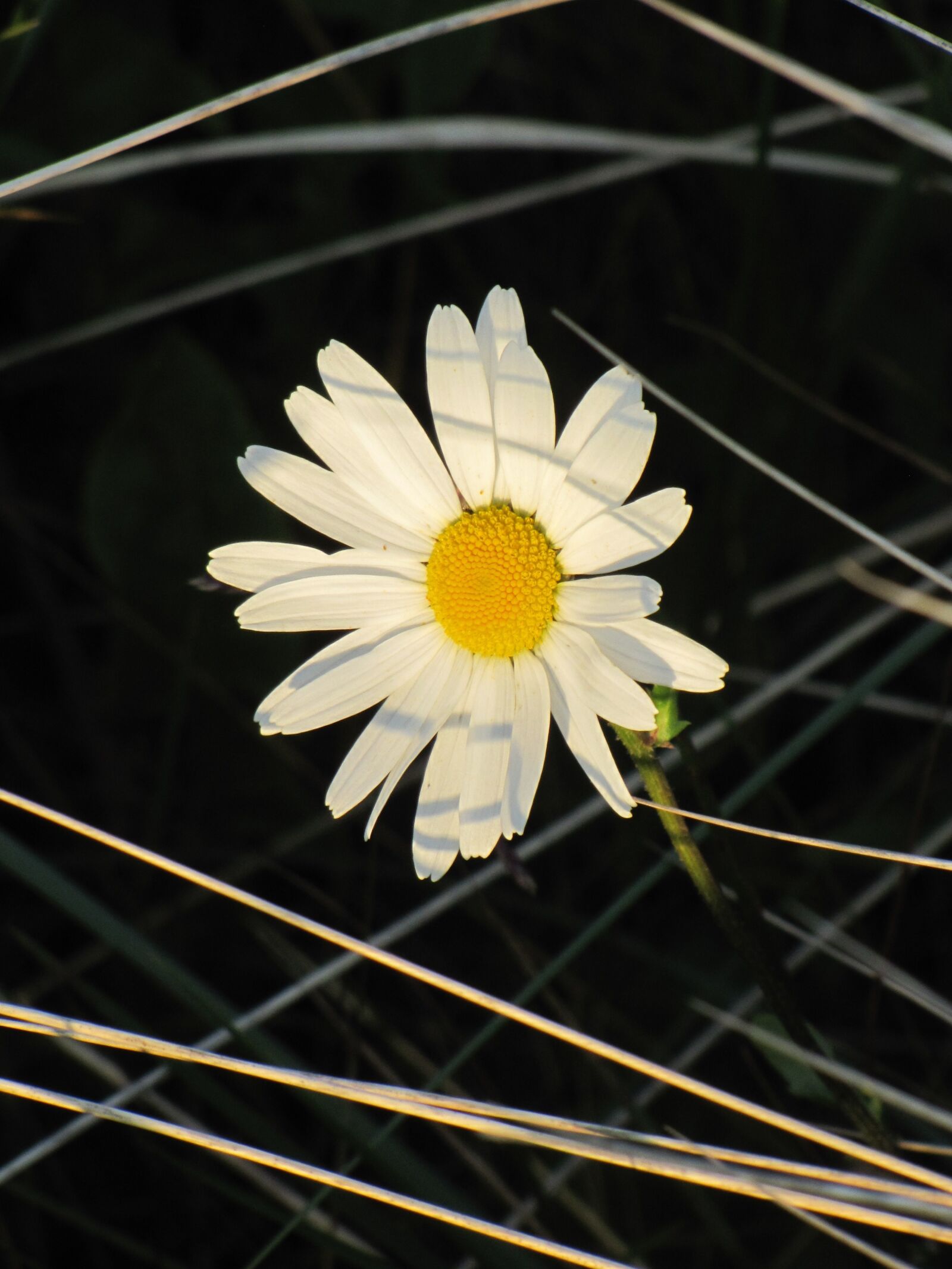 Canon PowerShot SX20 IS sample photo. White flower, marguerite, meadow photography