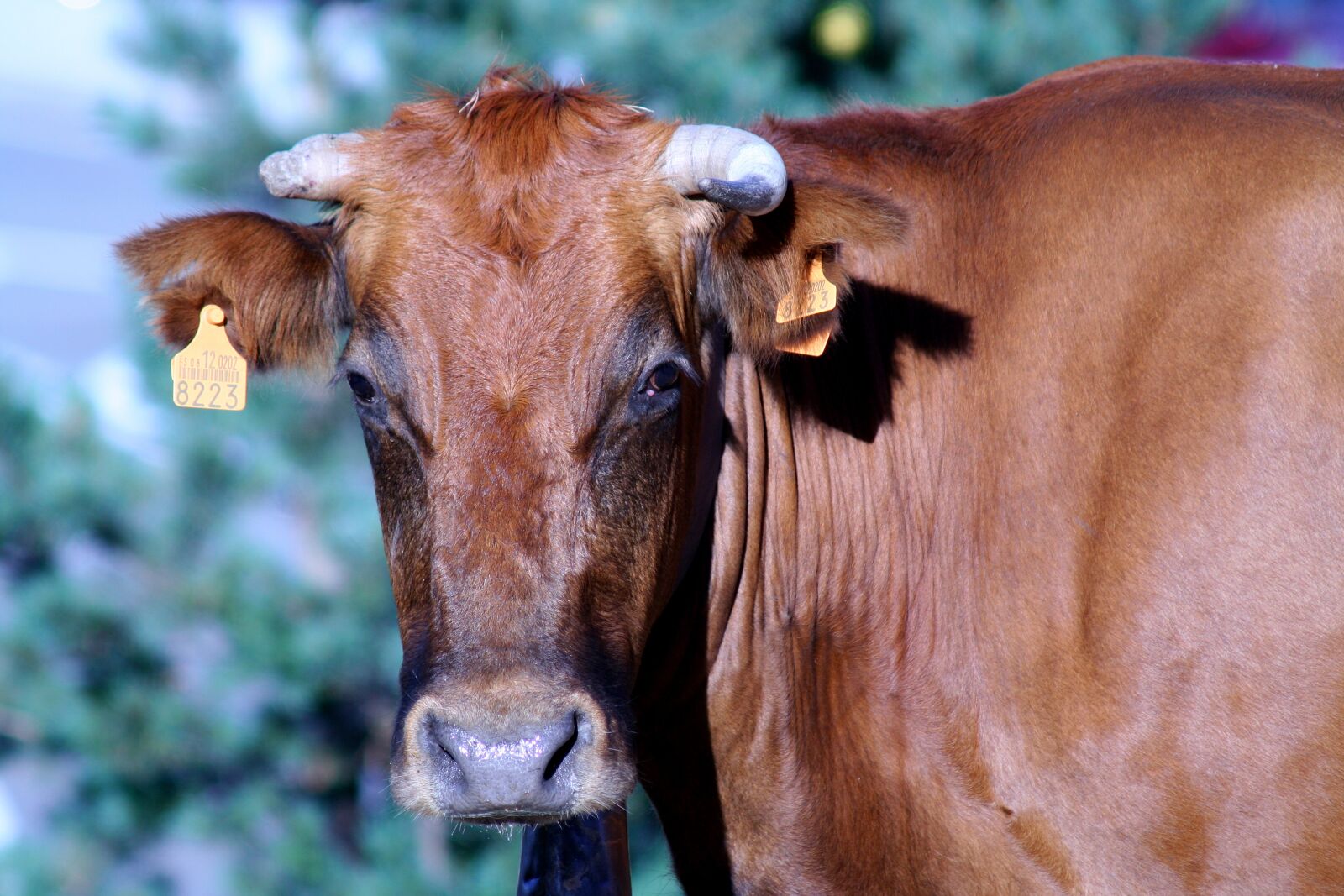 Canon EOS 350D (EOS Digital Rebel XT / EOS Kiss Digital N) sample photo. Cattle, horns, navacerada spain photography