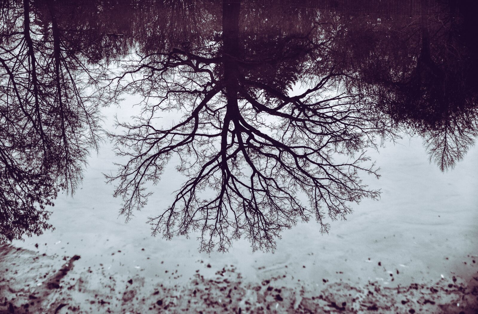 Nikon D610 sample photo. Tree, mirroring, mirror image photography