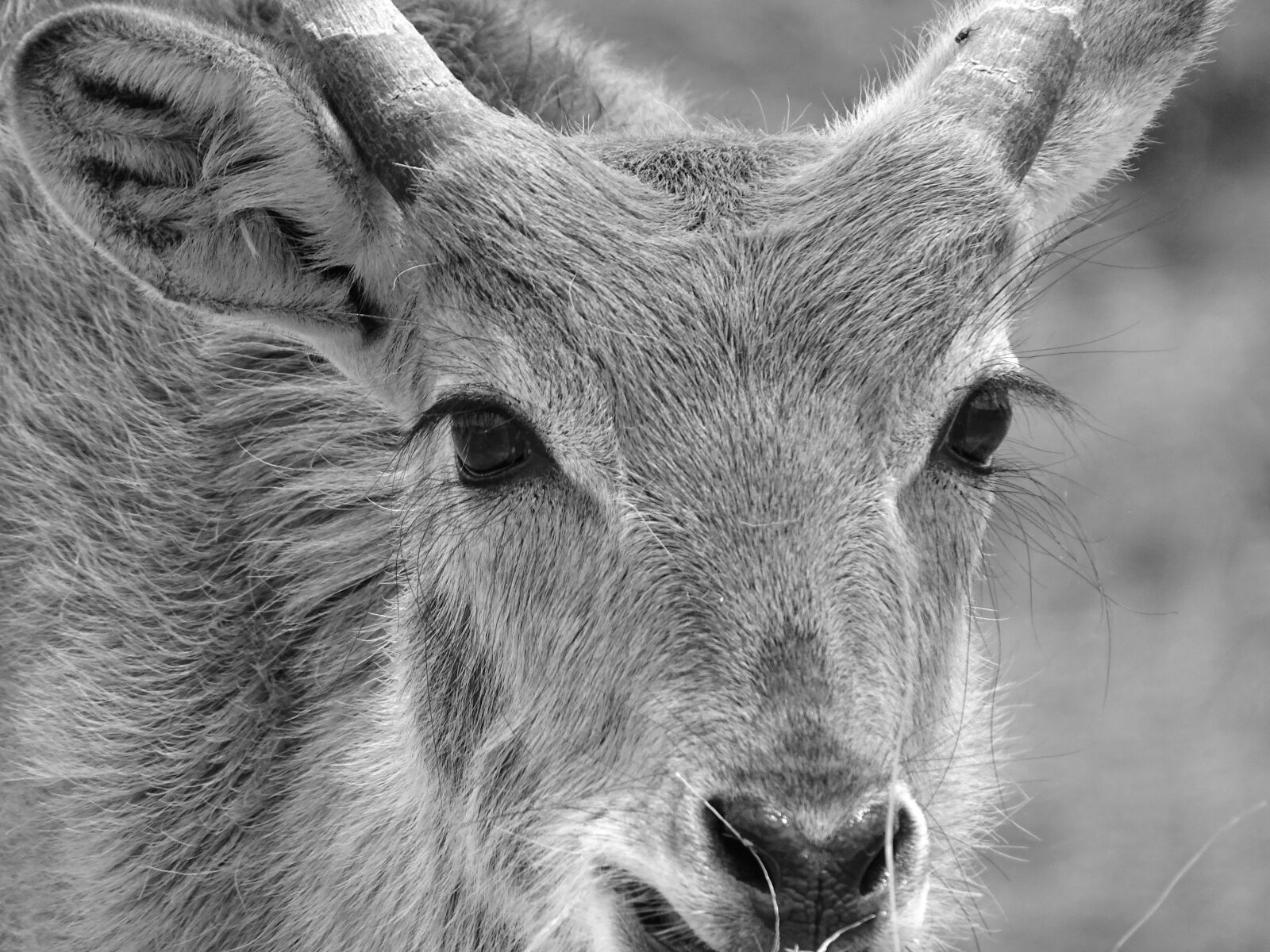 Sony Cyber-shot DSC-HX400V sample photo. Lechwe, marsh antelope, antelope photography