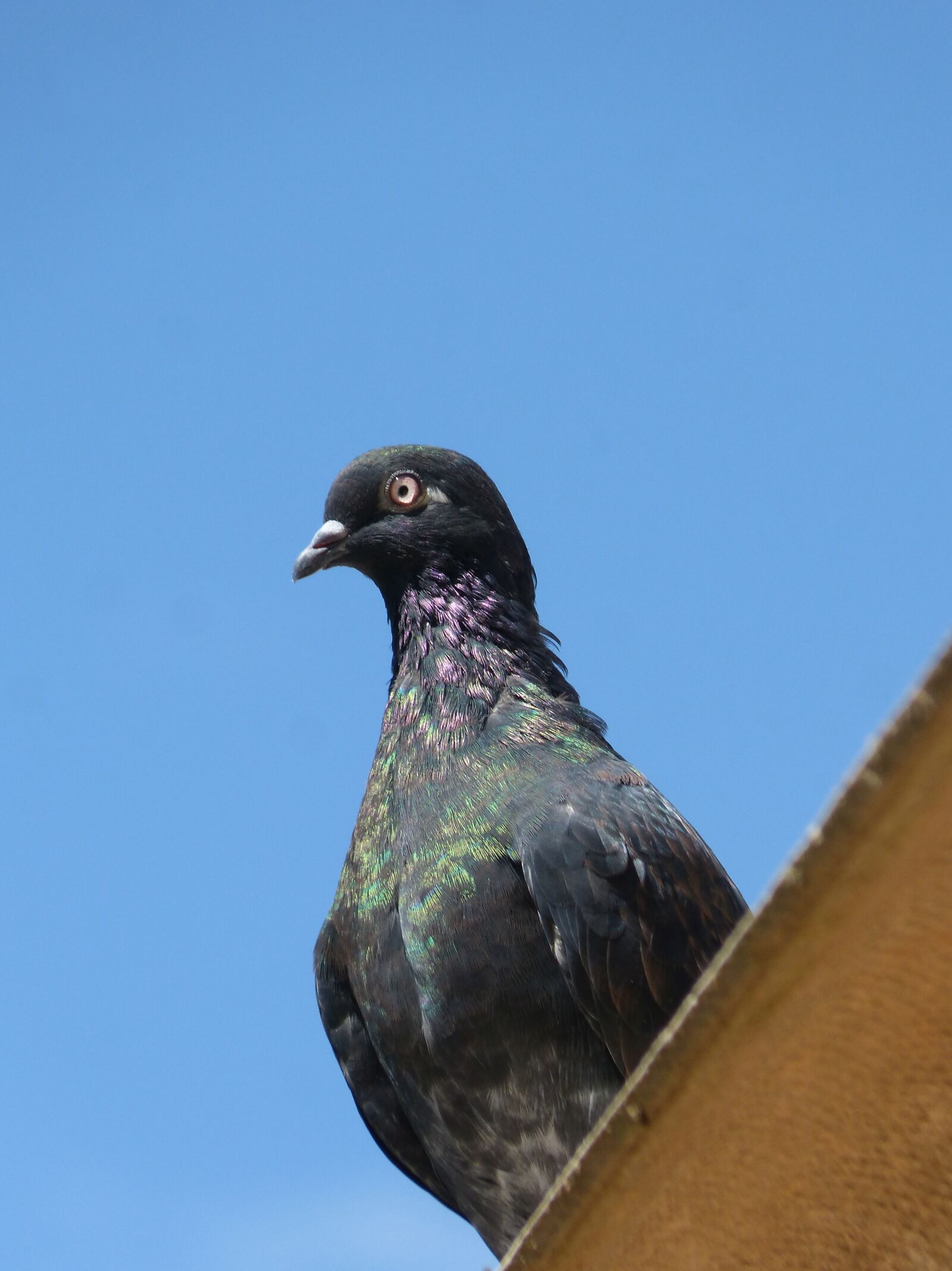 Panasonic DMC-FZ62 sample photo. Paloma, lookout, bird photography