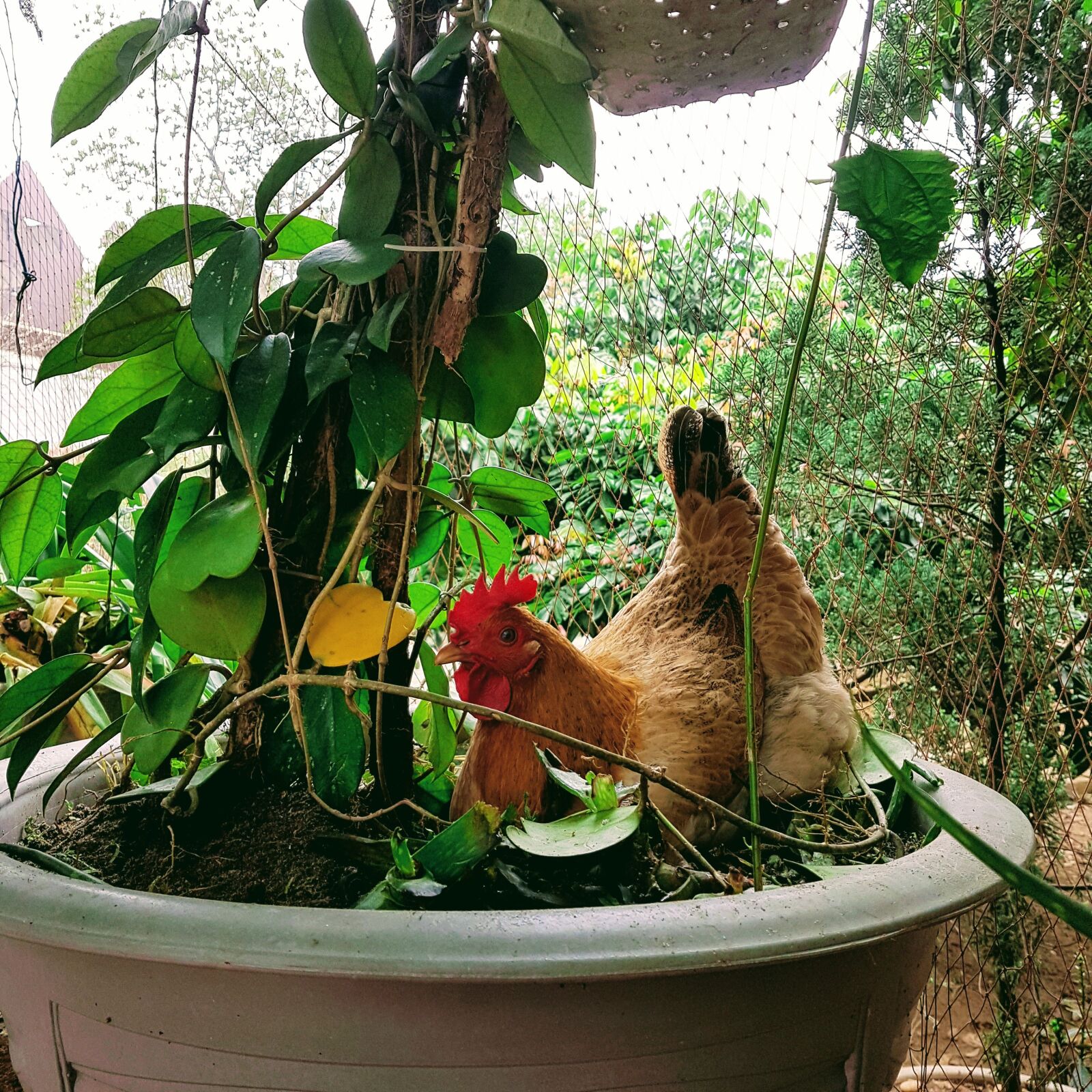 Samsung Galaxy S7 Edge sample photo. The, chicken, roof photography