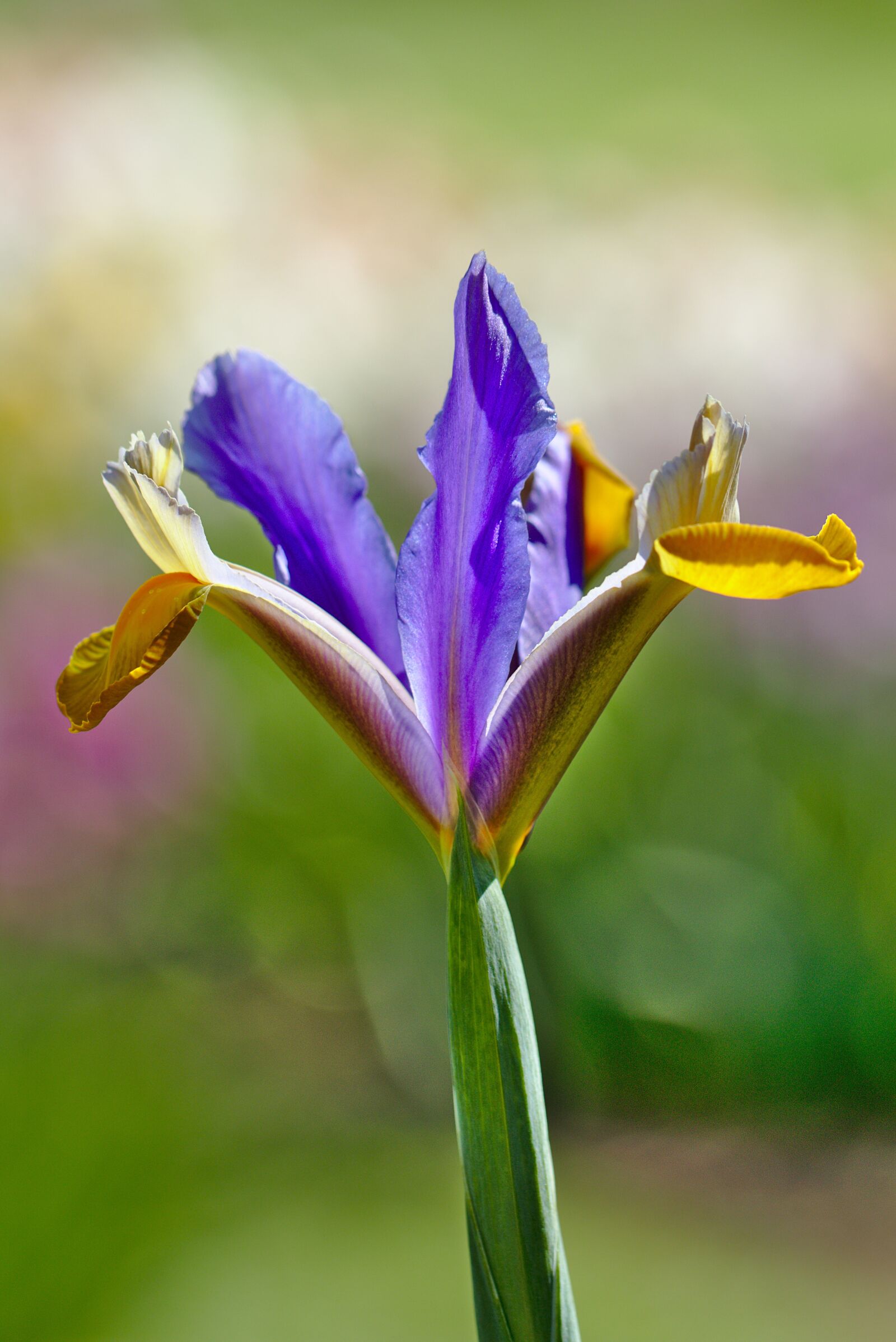 Canon EOS M5 sample photo. Iris, violet, flower photography