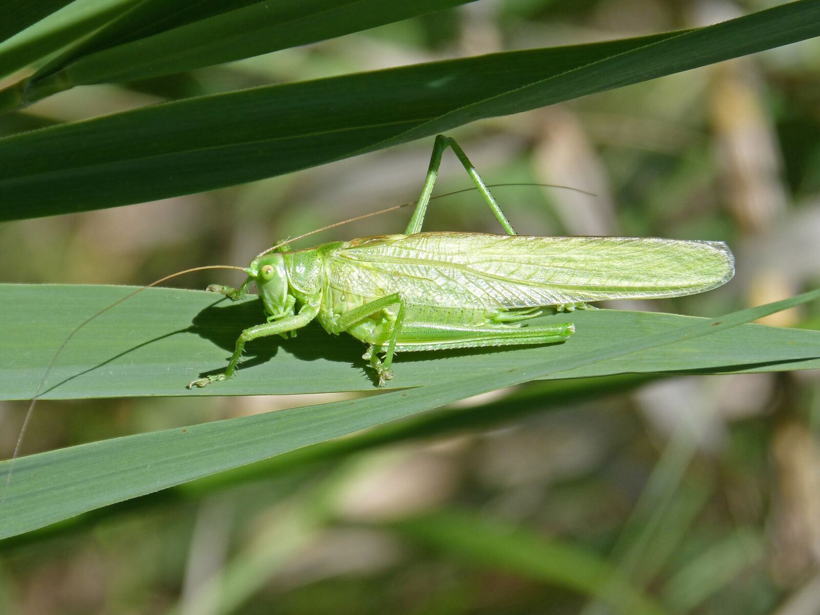 Panasonic DMC-FZ62 sample photo. Green grasshopper, lobster, leaf photography