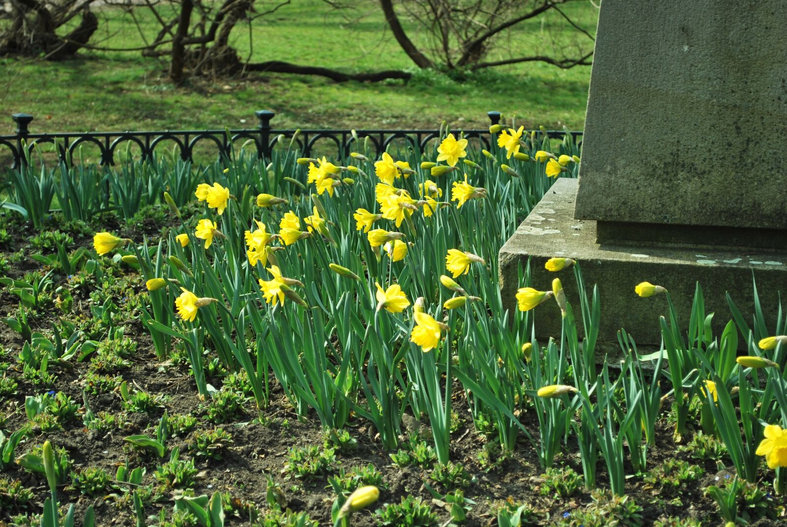 Nikon D60 sample photo. Daffodil, flowers, spring photography
