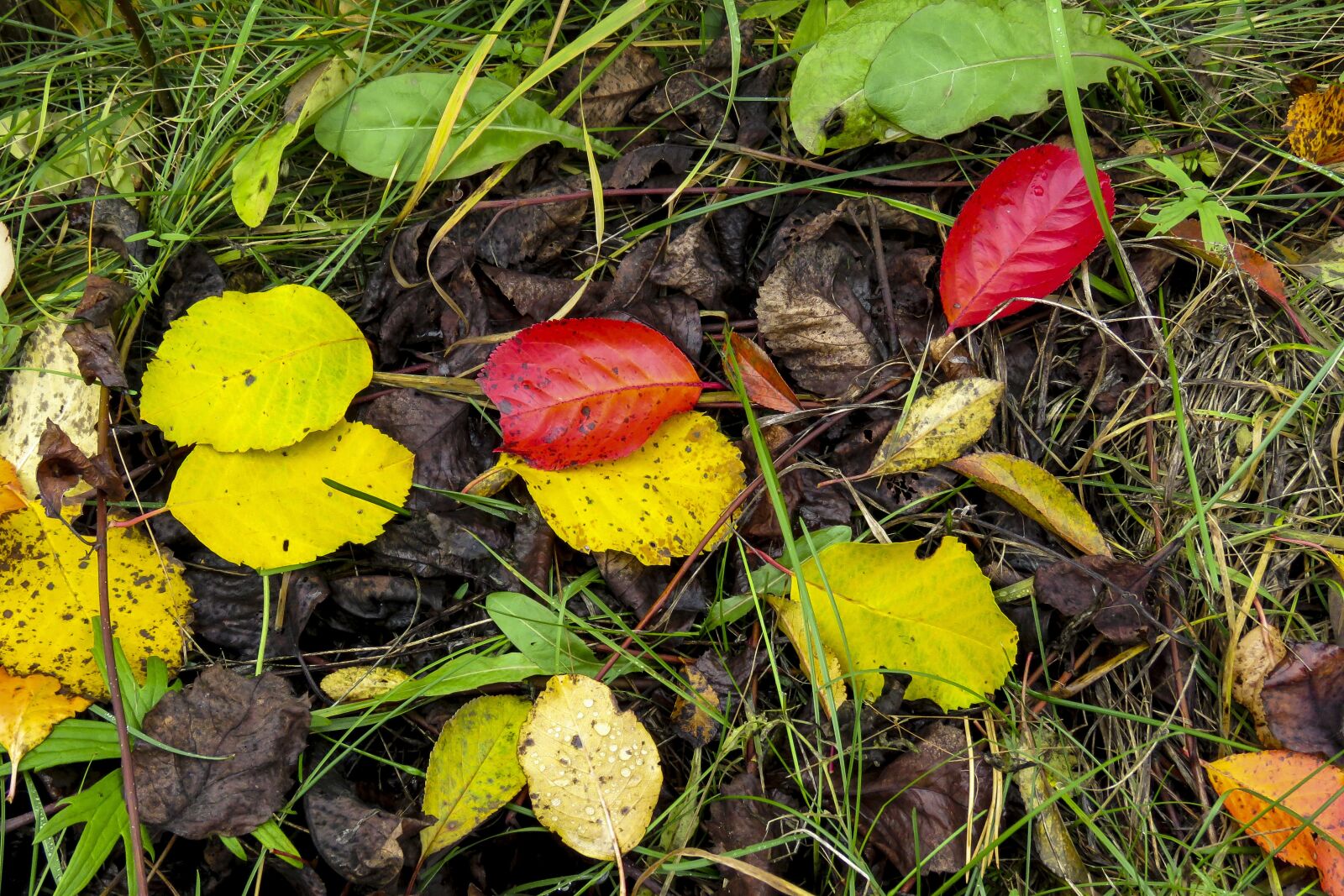 Canon PowerShot SX60 HS sample photo. Leaves, autumn, red photography