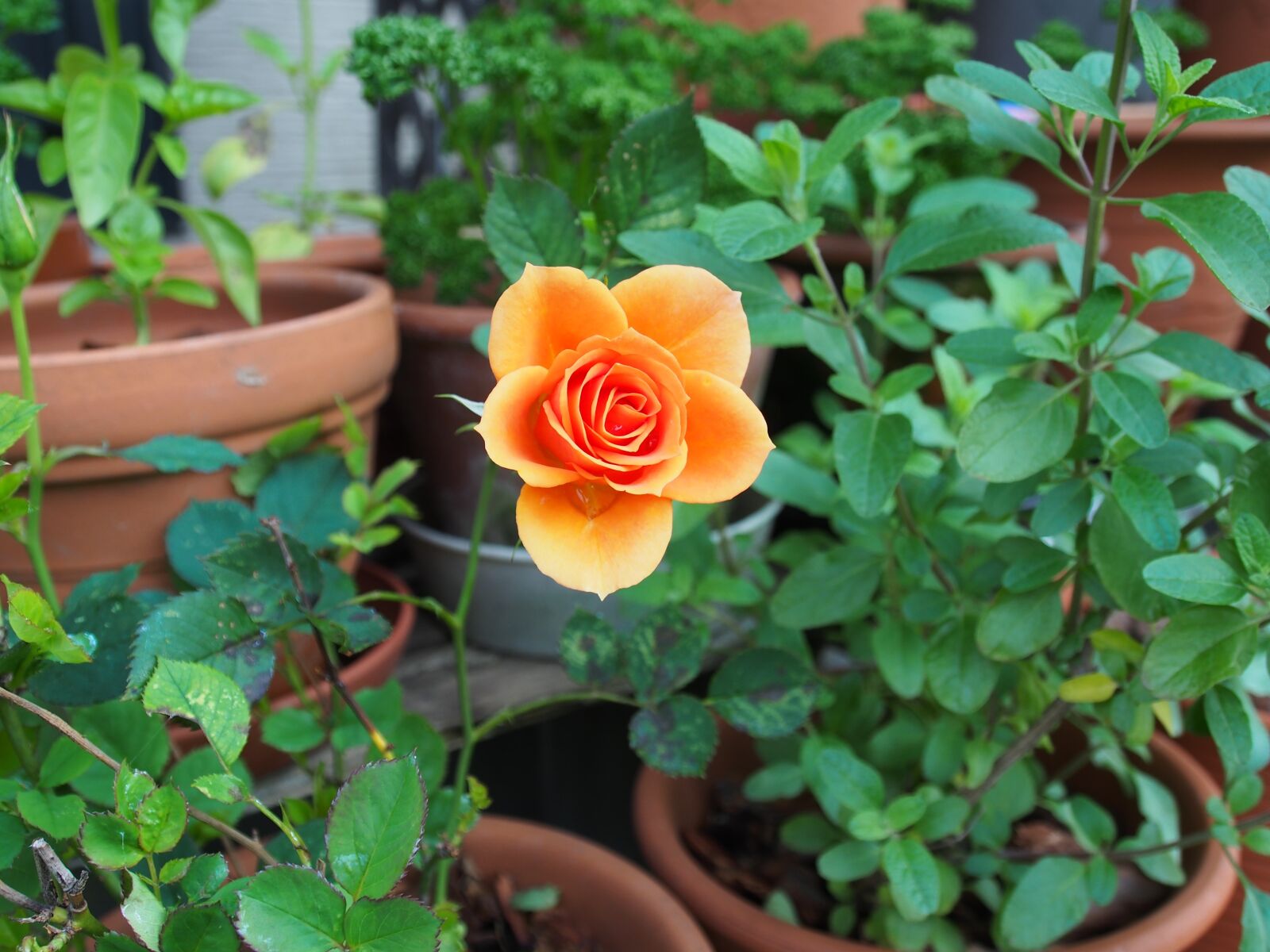 Olympus OM-D E-M5 sample photo. Rose, huang photography