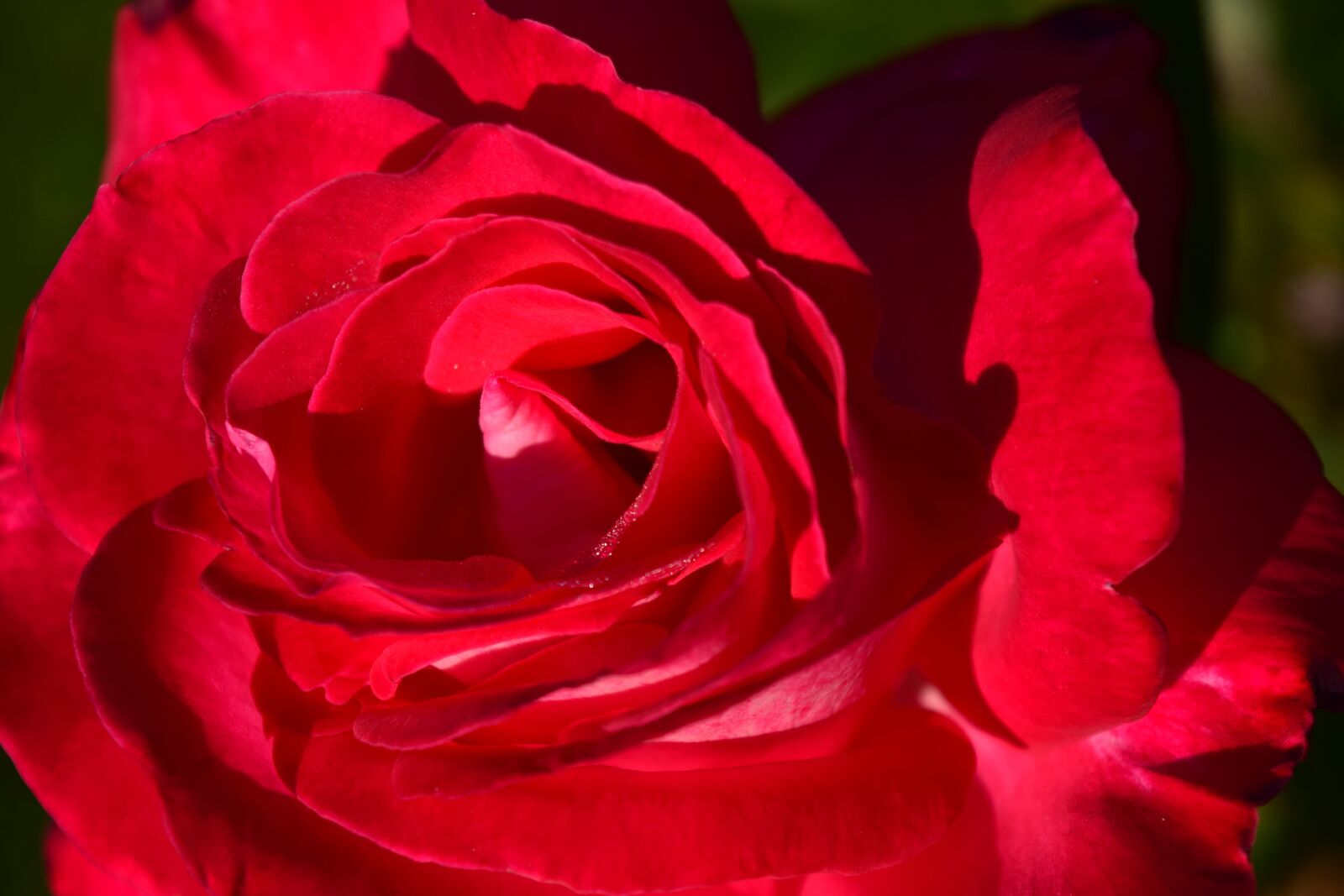 Nikon D3300 sample photo. Rose, red, red rose photography