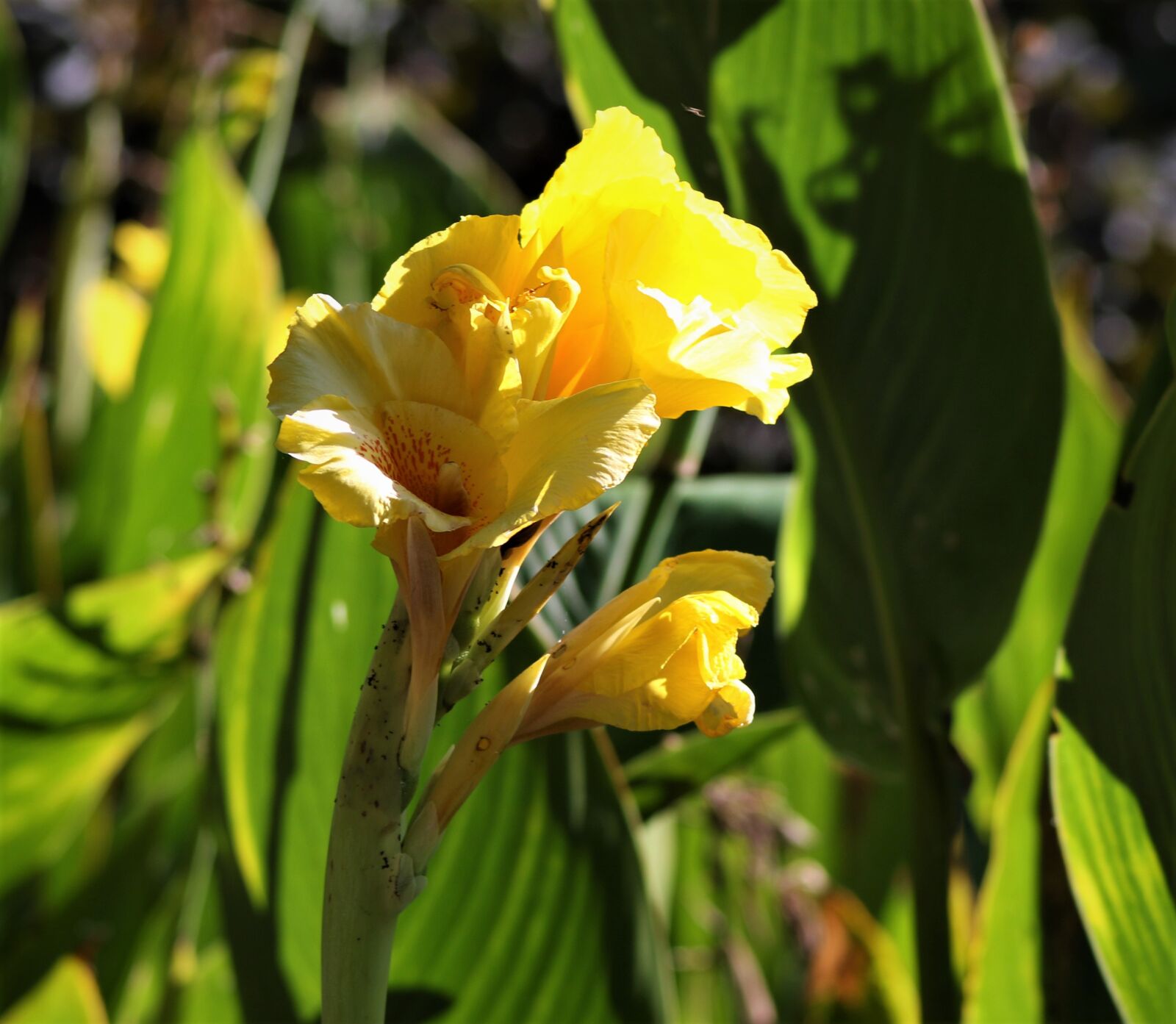 Canon EF75-300mm f/4-5.6 sample photo. Flower, yellow, nature photography