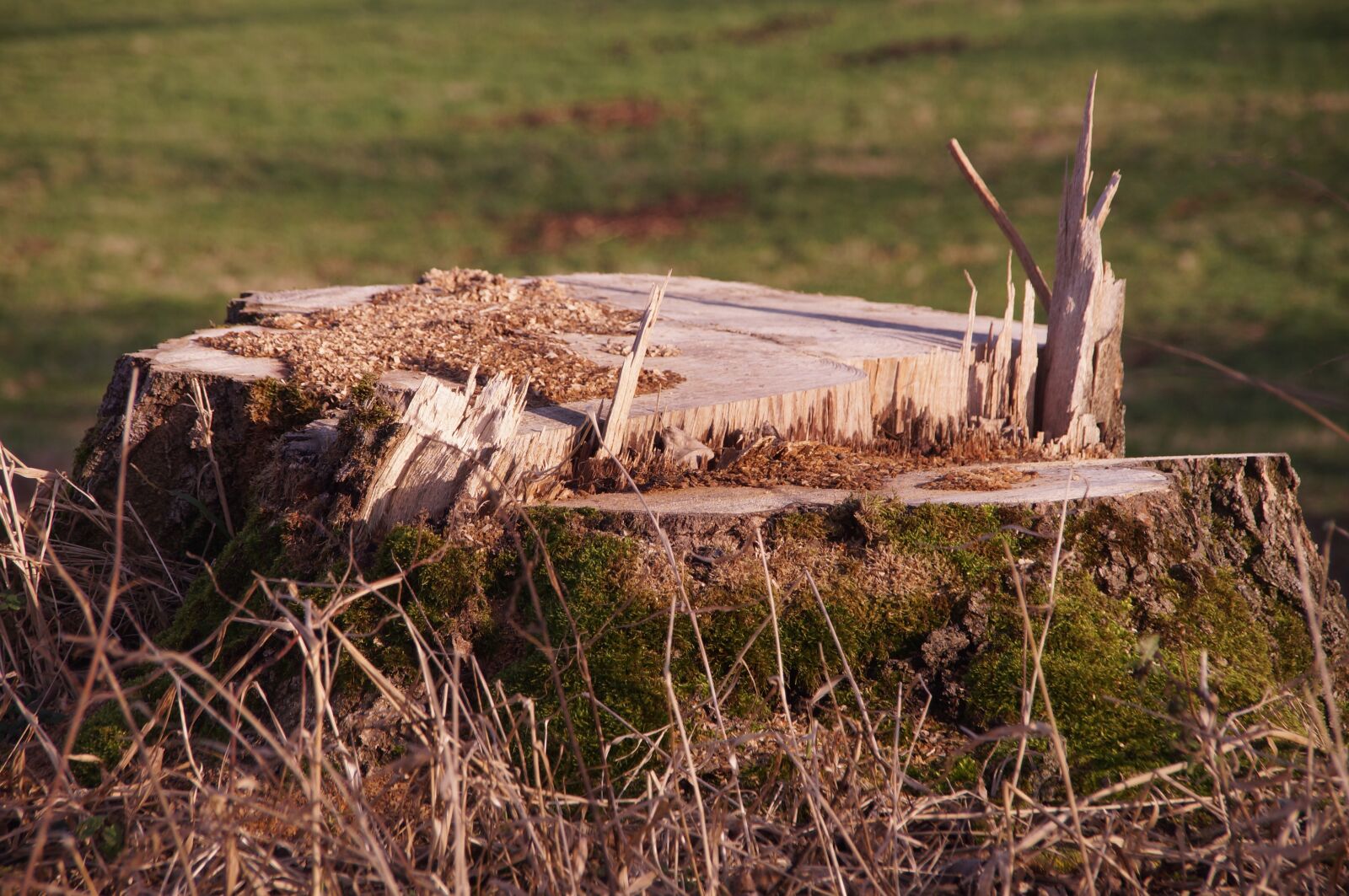 Sony SLT-A57 sample photo. Tree stump, tree, sawed photography