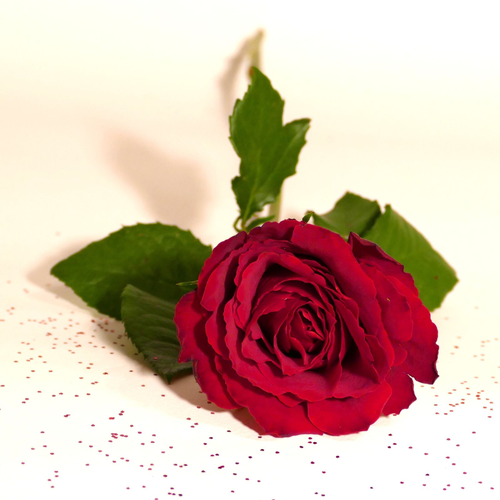 Panasonic Lumix DMC-FZ1000 sample photo. Rose, red rose, red photography