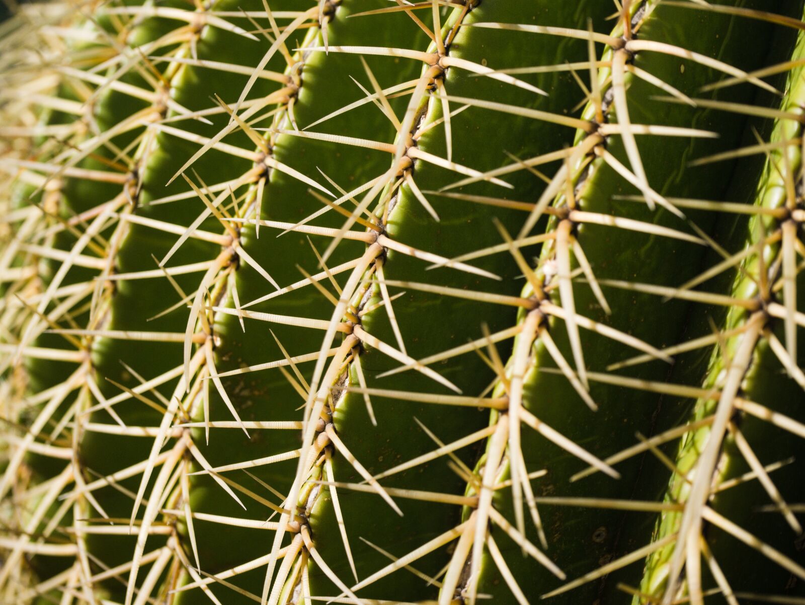Panasonic DMC-G81 sample photo. Cactus, close up, spur photography