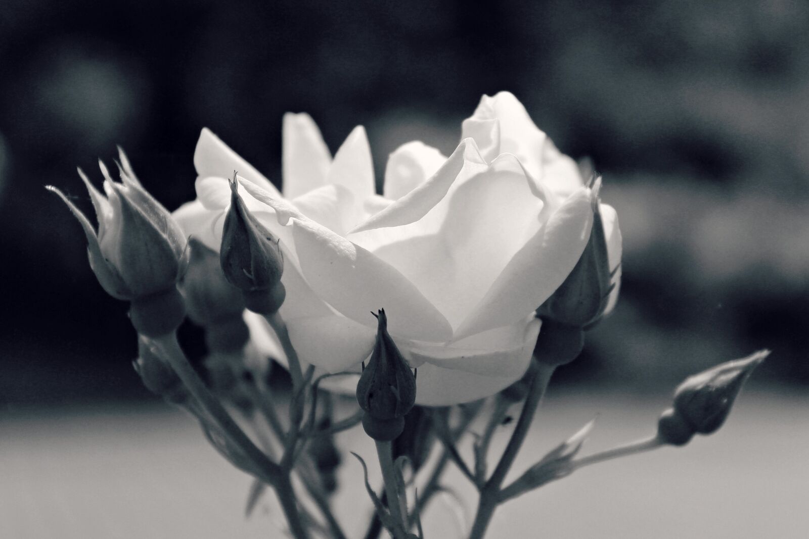 Canon EOS 1200D (EOS Rebel T5 / EOS Kiss X70 / EOS Hi) sample photo. Rose, flower, blossom photography