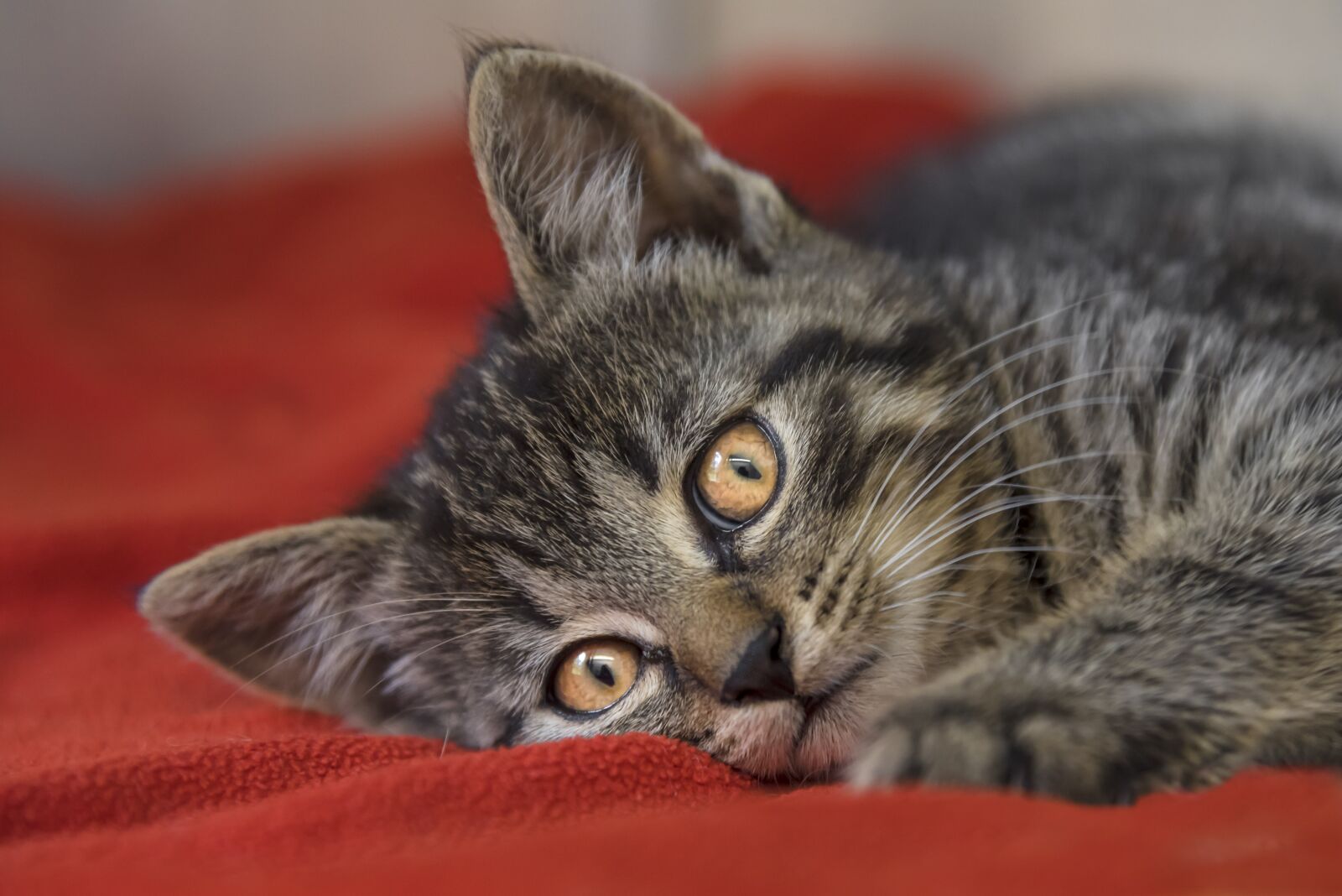 Nikon D750 sample photo. Domestic cat, mackerel, cat photography