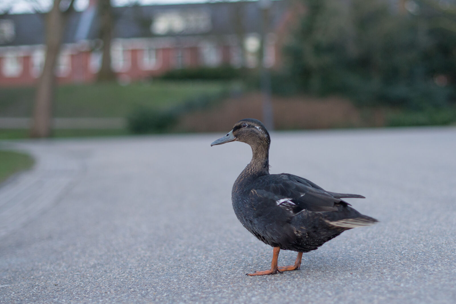 Nikon D600 + Nikon AF-S Nikkor 50mm F1.4G sample photo. Animal, bird, donald, ducks photography