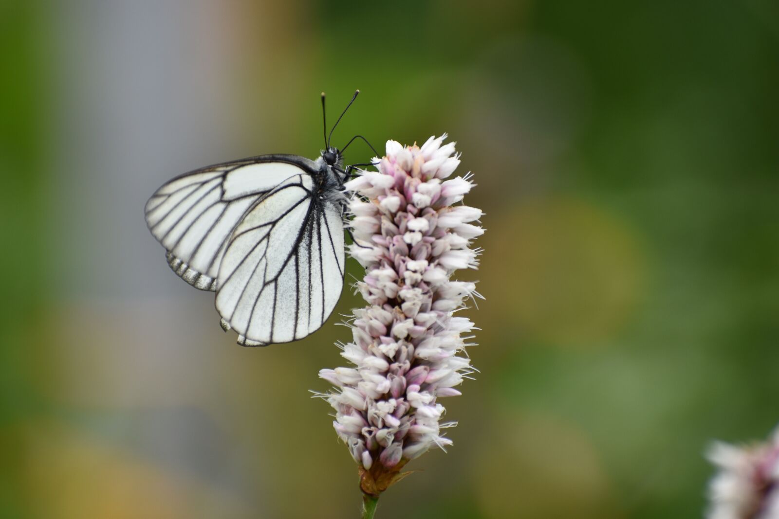 Nikon D3400 sample photo. Butterfly, white, cabbage butterfly photography