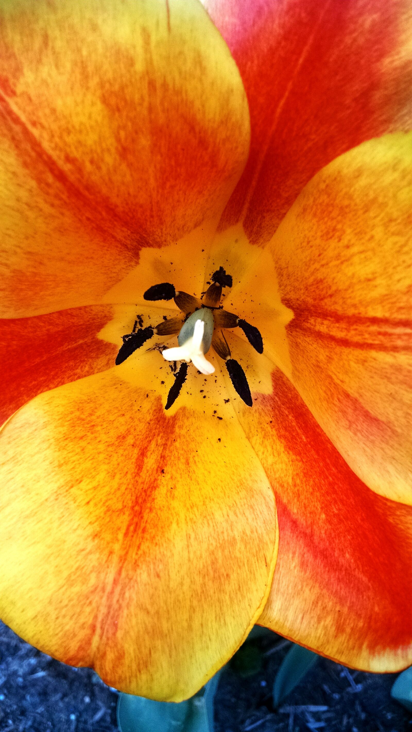 Motorola Moto X (1st Gen) sample photo. Bloom, flower, petals, tulip photography