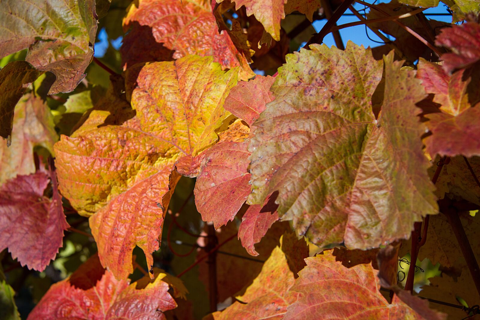Canon EOS 7D sample photo. Autumn, leaves, fall leaves photography