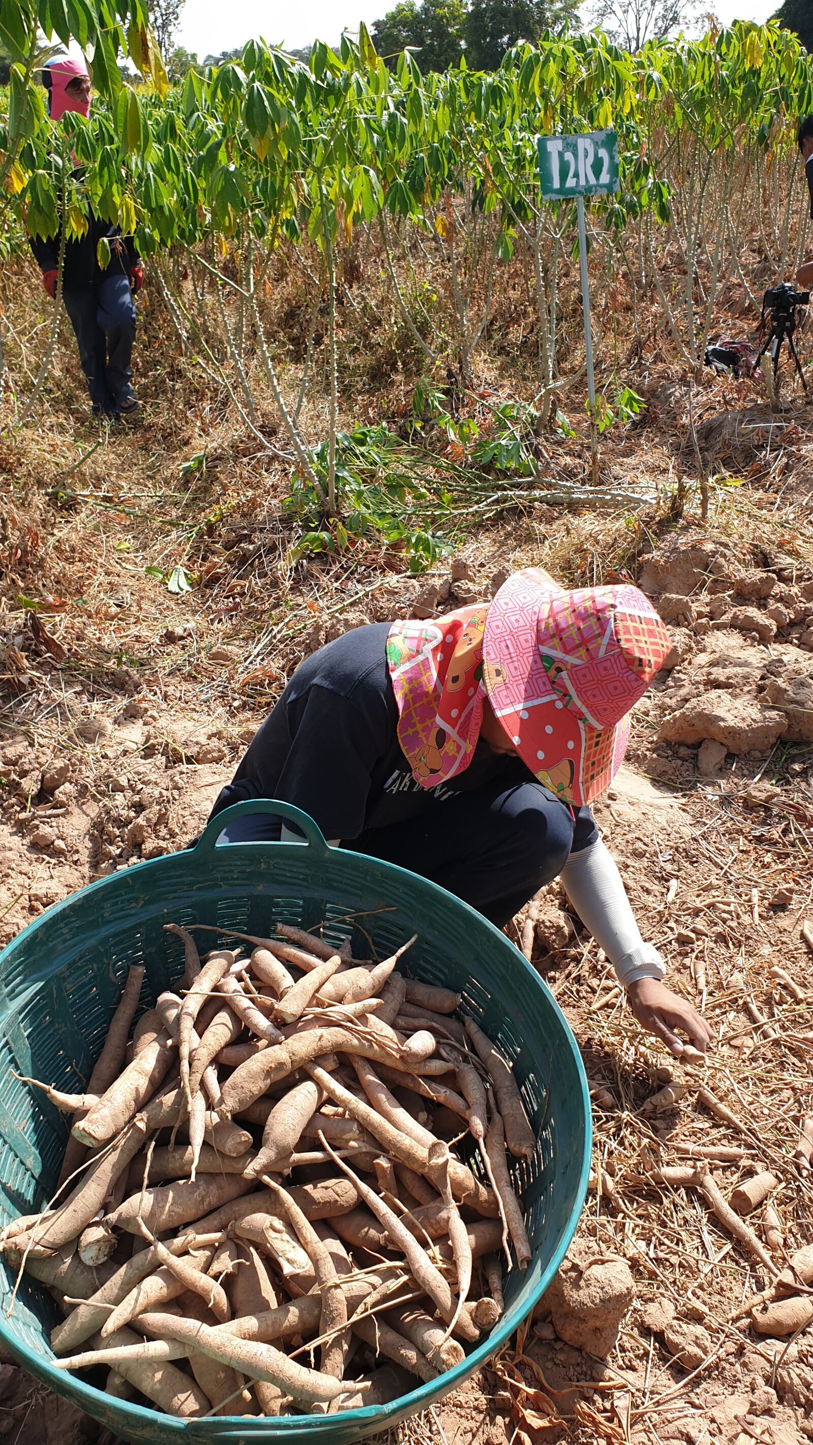 Samsung Galaxy Note9 sample photo. Cassava, east, thailand photography