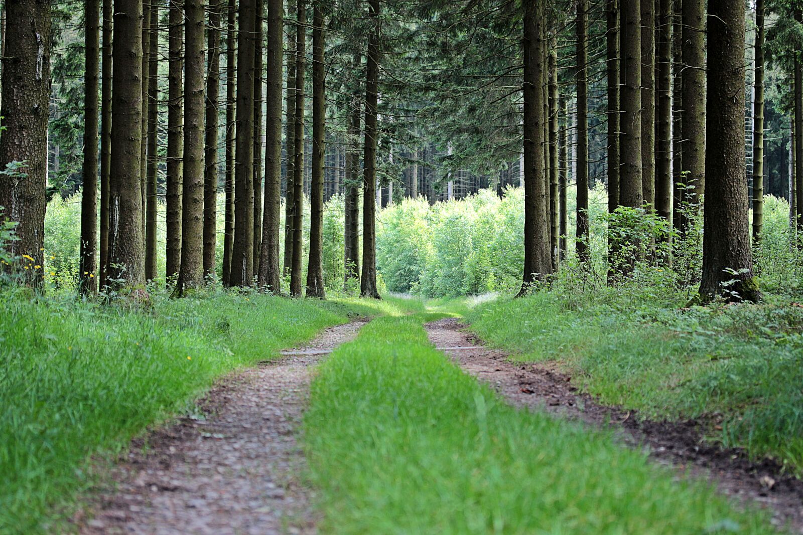 Canon EOS 650D (EOS Rebel T4i / EOS Kiss X6i) sample photo. Away, forest path, forest photography