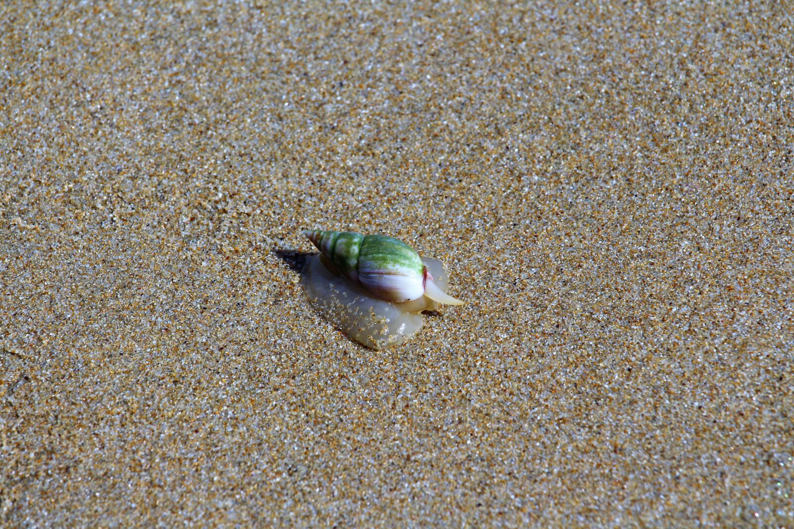 Canon EF-S 55-250mm F4-5.6 IS STM sample photo. Snail, beach, animal photography