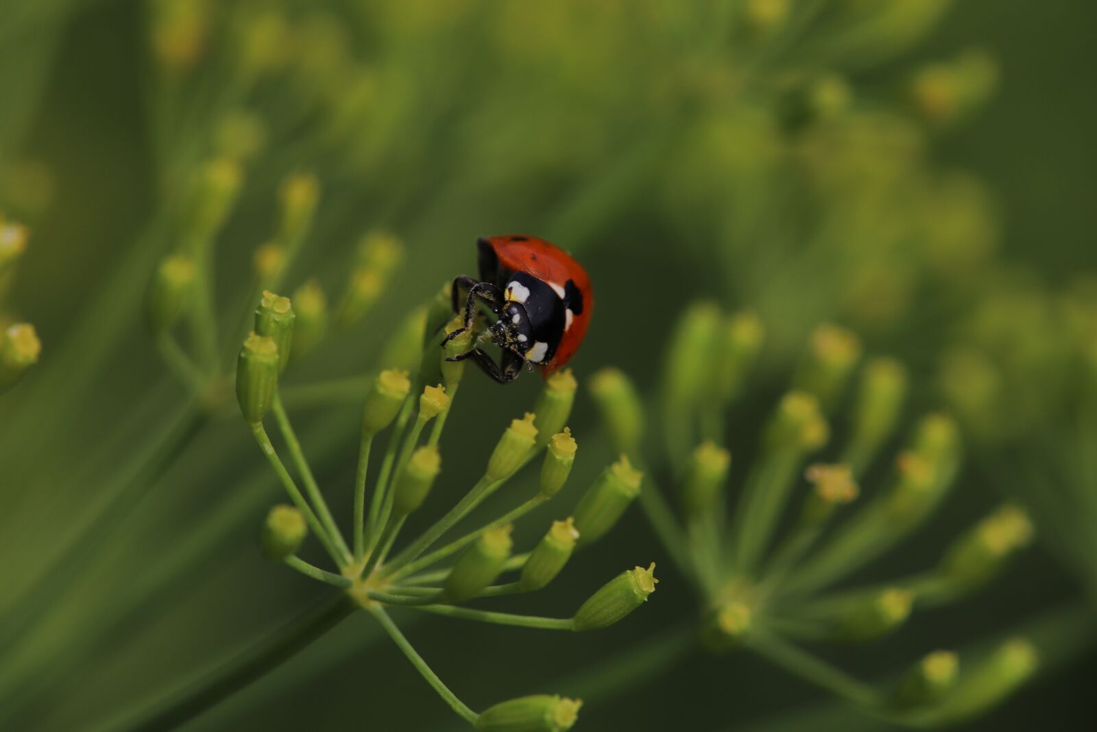 Canon EOS 800D (EOS Rebel T7i / EOS Kiss X9i) sample photo. Ladybug, insect, dill photography