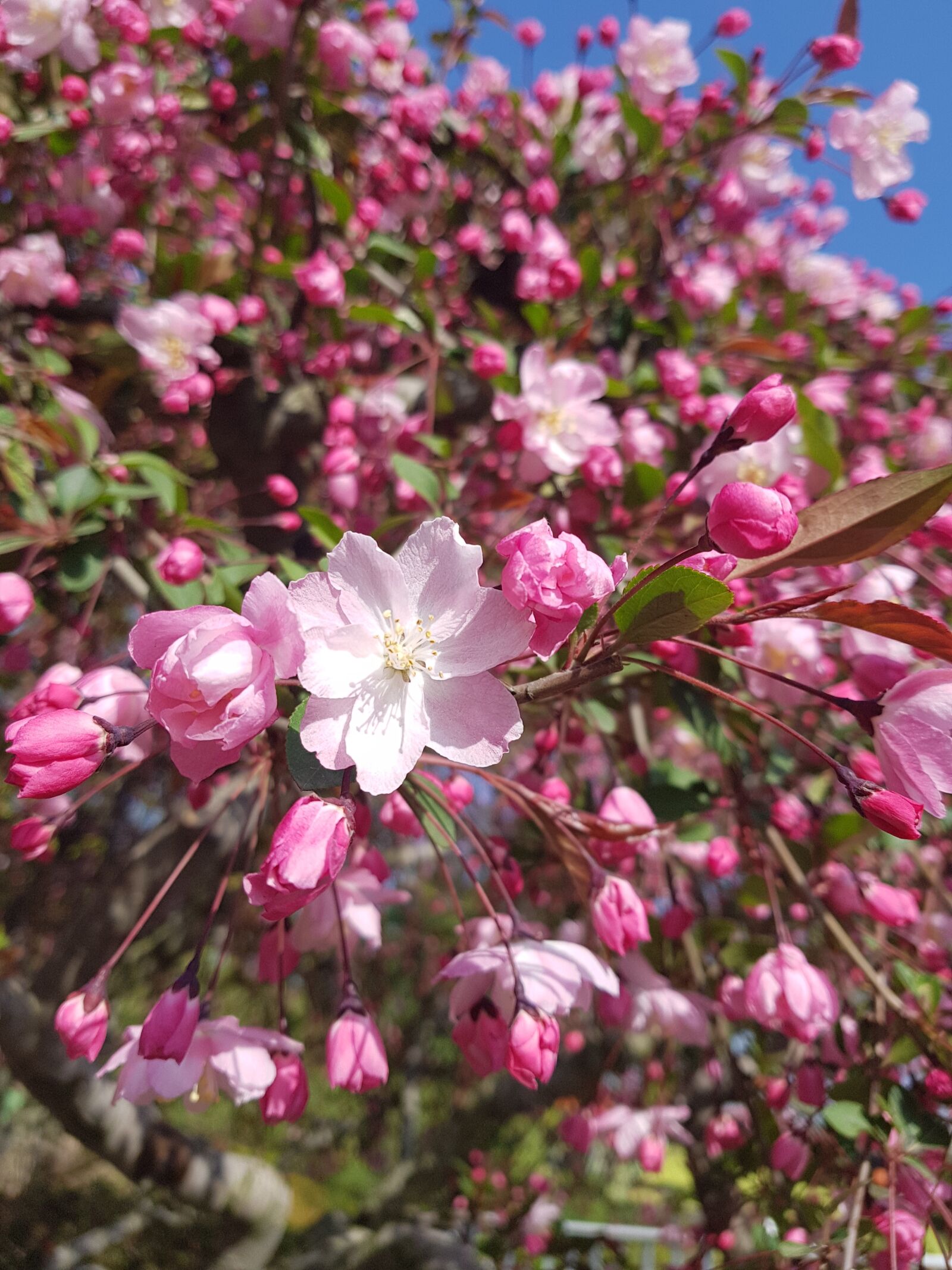 Samsung Galaxy S8+ sample photo. Flowers, plants, nature photography