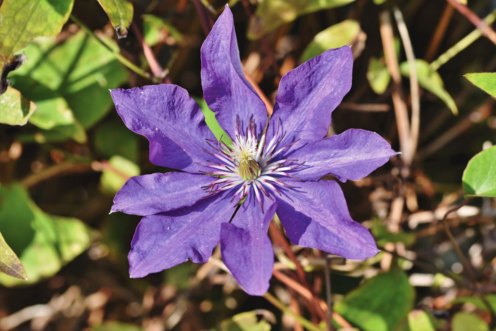 Nikon D7200 sample photo. Clematis, perennials clematis, climber photography