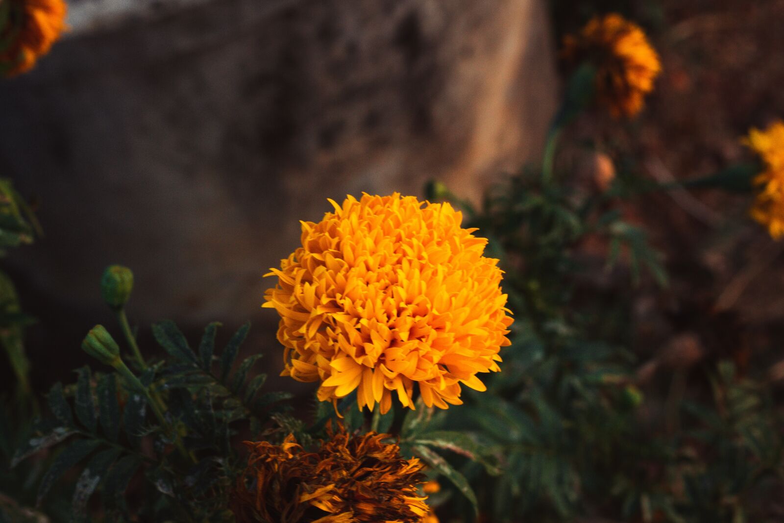 Canon EOS 700D (EOS Rebel T5i / EOS Kiss X7i) + Canon EF 50mm F1.8 STM sample photo. Marigold, flowers, marigold flower photography