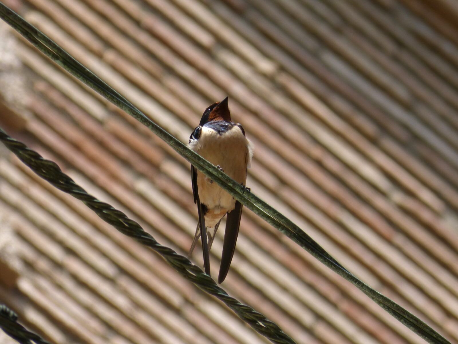 Panasonic DMC-FZ62 sample photo. Swallow, spring, oreneta photography