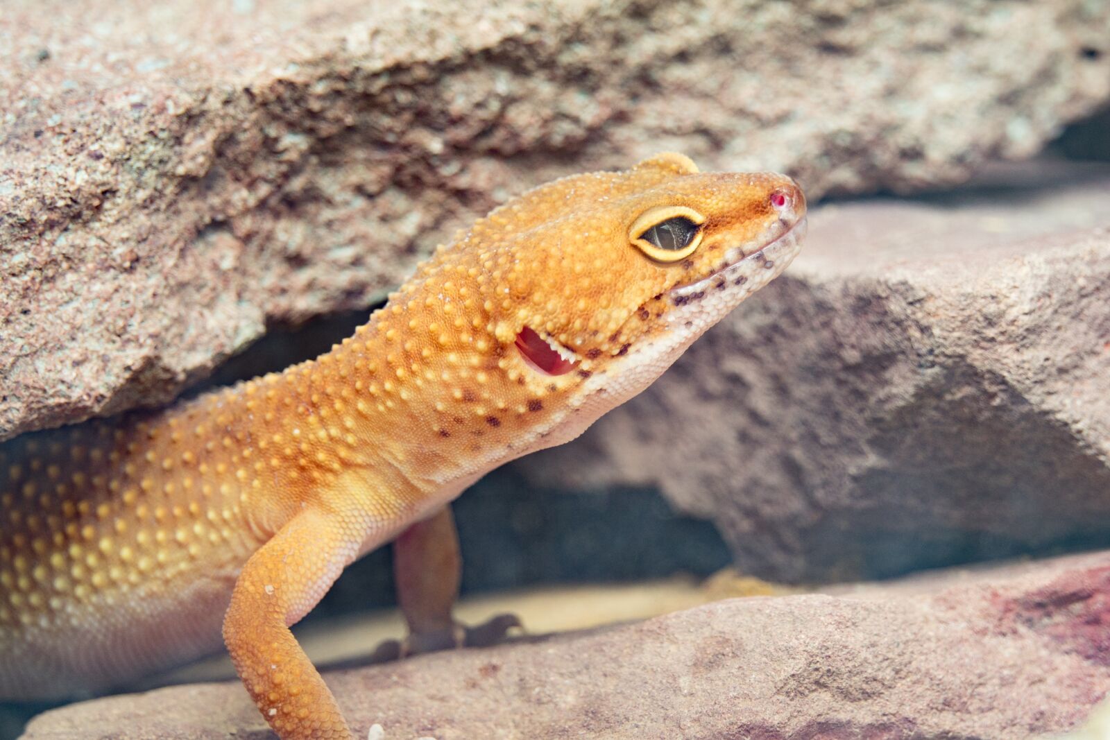 Sony Cyber-shot DSC-RX10 III sample photo. Gecko, leopard gecko, reptile photography