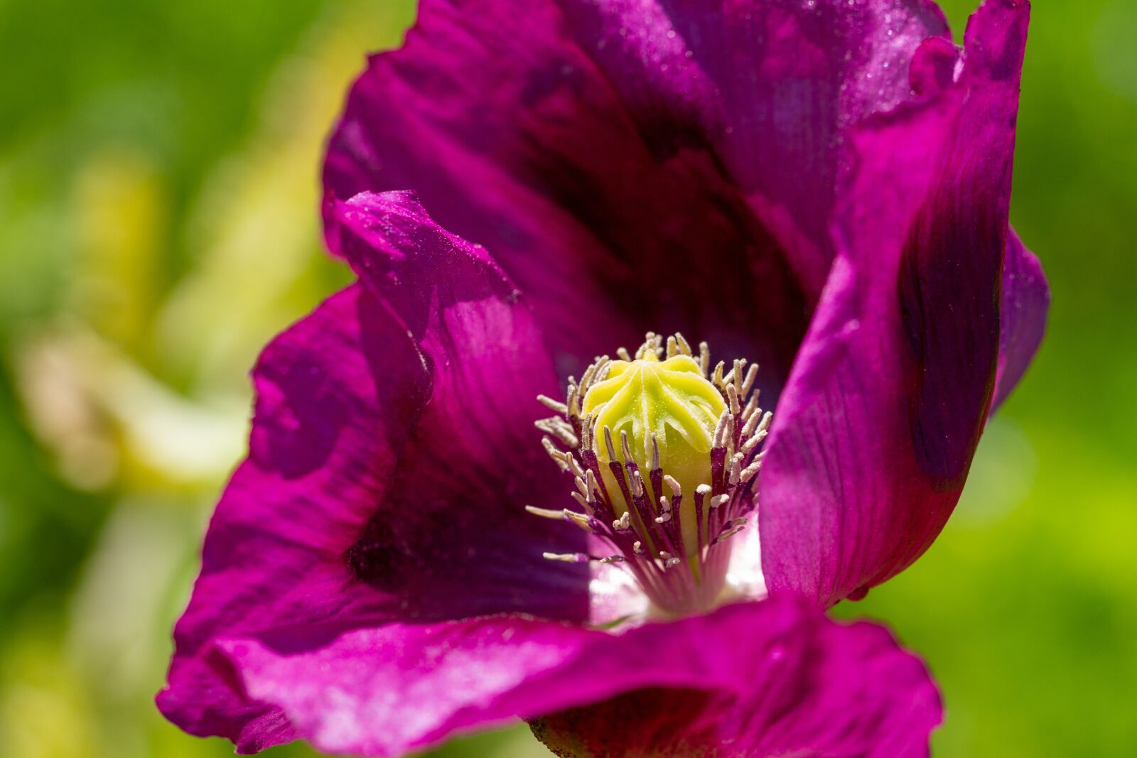 Canon EOS 7D sample photo. Poppy, violet, blossom photography
