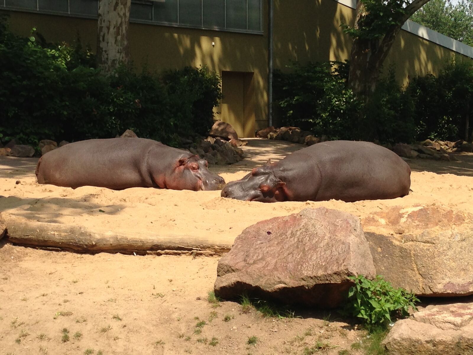 Apple iPhone 5 sample photo. Zoo, hippos, germany photography