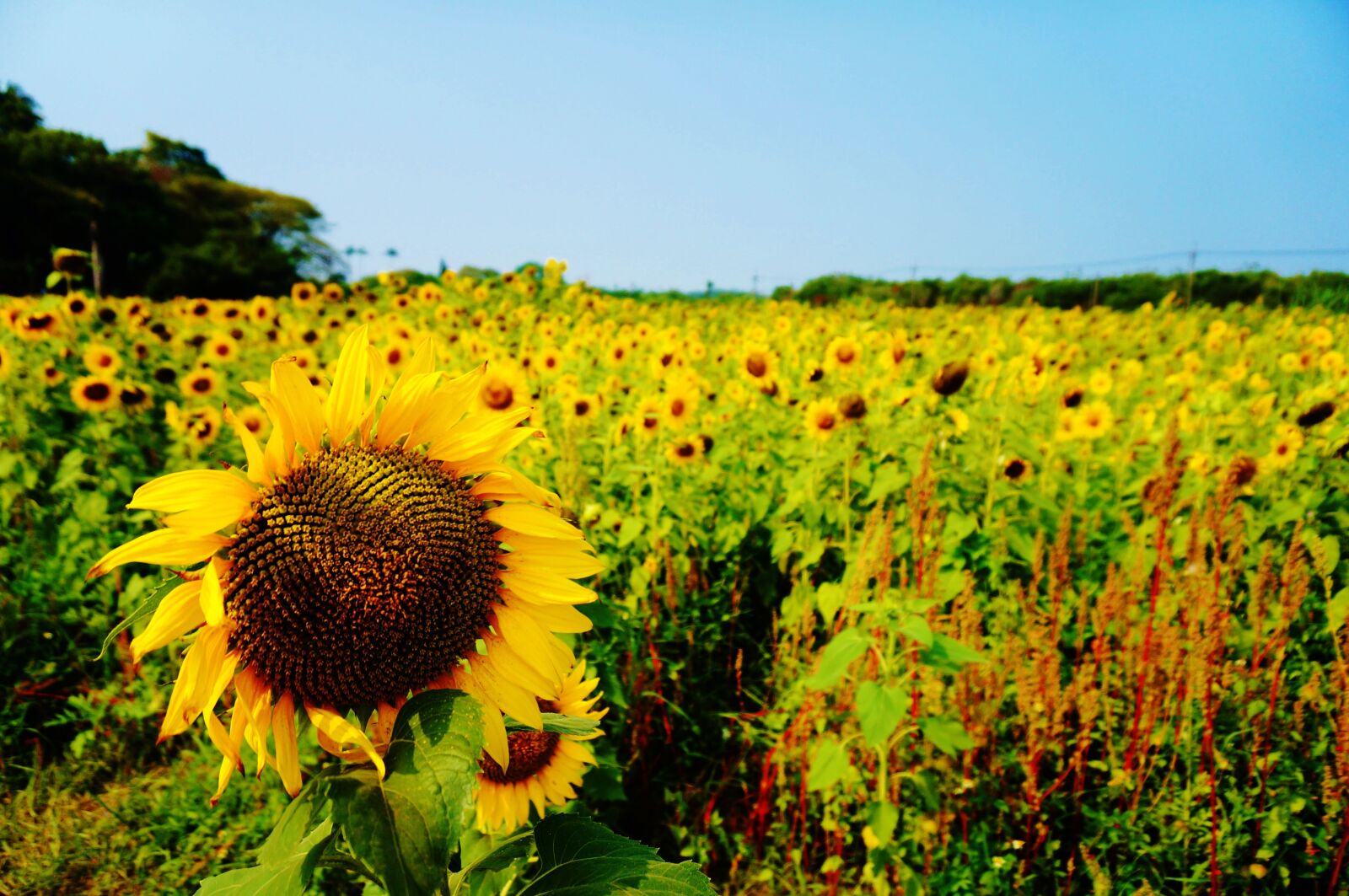 Sony Alpha NEX-3N sample photo. Taiwan, sunflower, farm photography