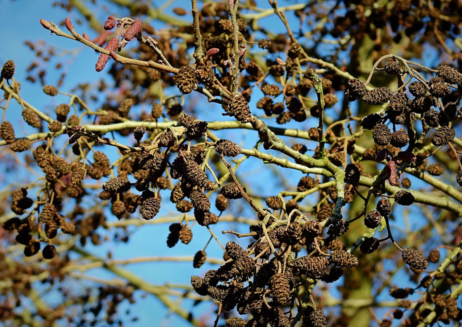 Nikon Coolpix P900 sample photo. Cones, alder, tree photography
