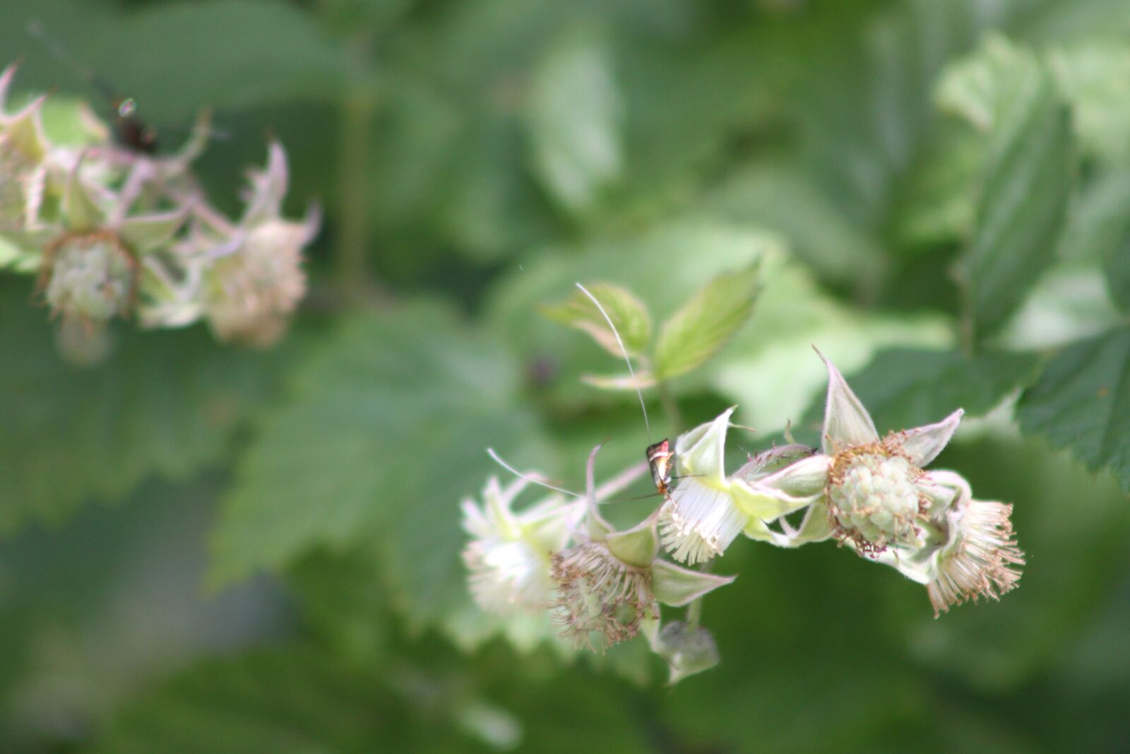 Canon EOS 500D (EOS Rebel T1i / EOS Kiss X3) sample photo. Insect, spring, raspberries photography