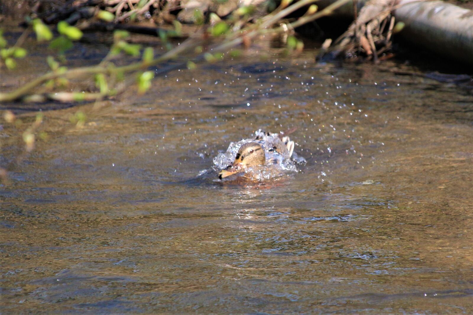 Canon EOS 700D (EOS Rebel T5i / EOS Kiss X7i) sample photo. Duck, water, bird photography