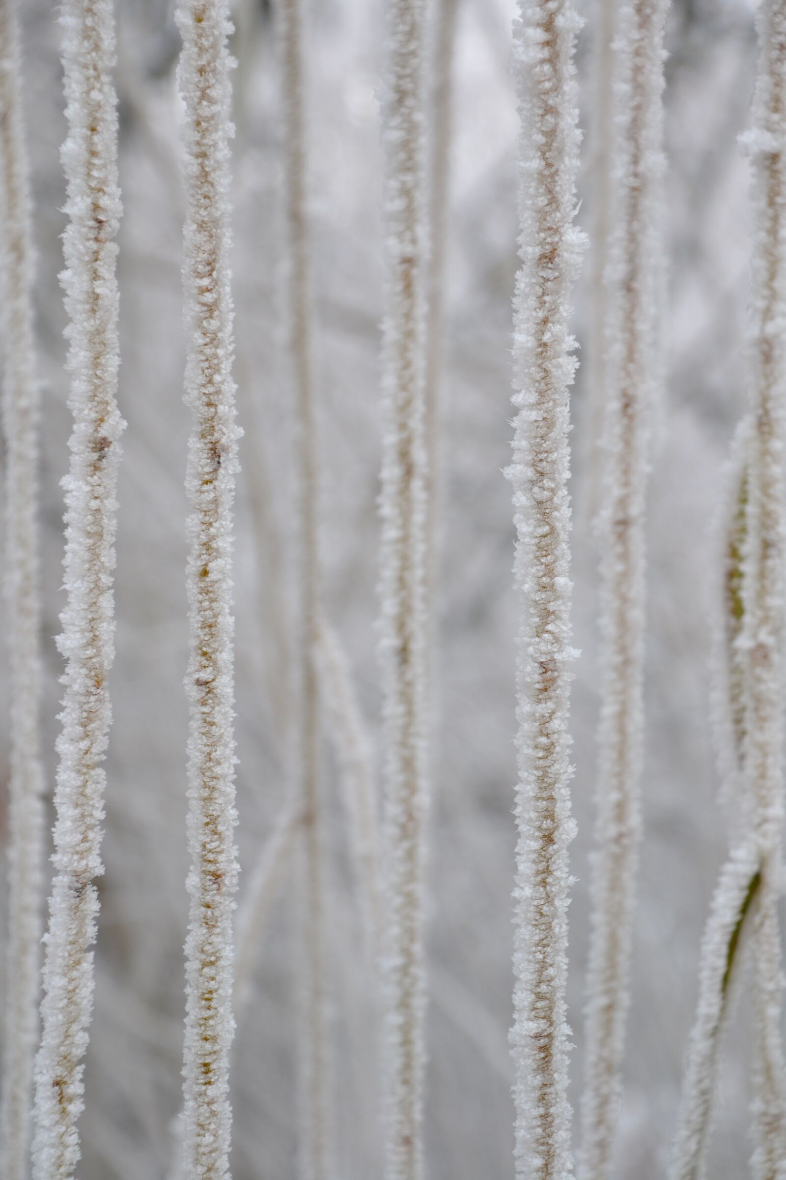 Nikon D3100 sample photo. Aesthetic, hoarfrost, weeping willow photography