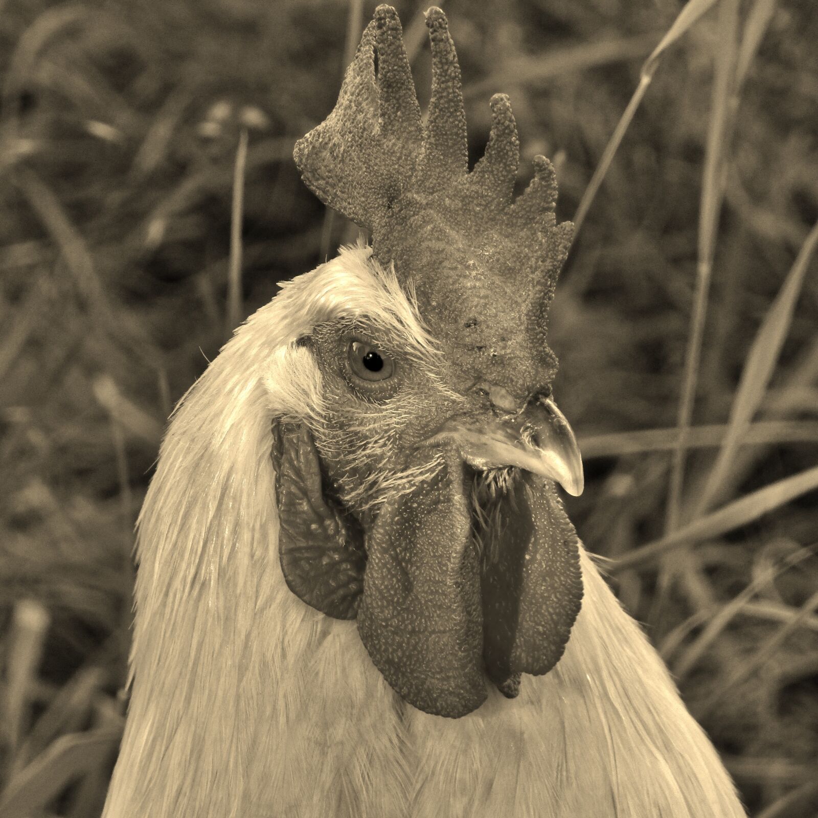Canon POWERSHOT SX432 IS sample photo. Hahn, animal, portrait photography