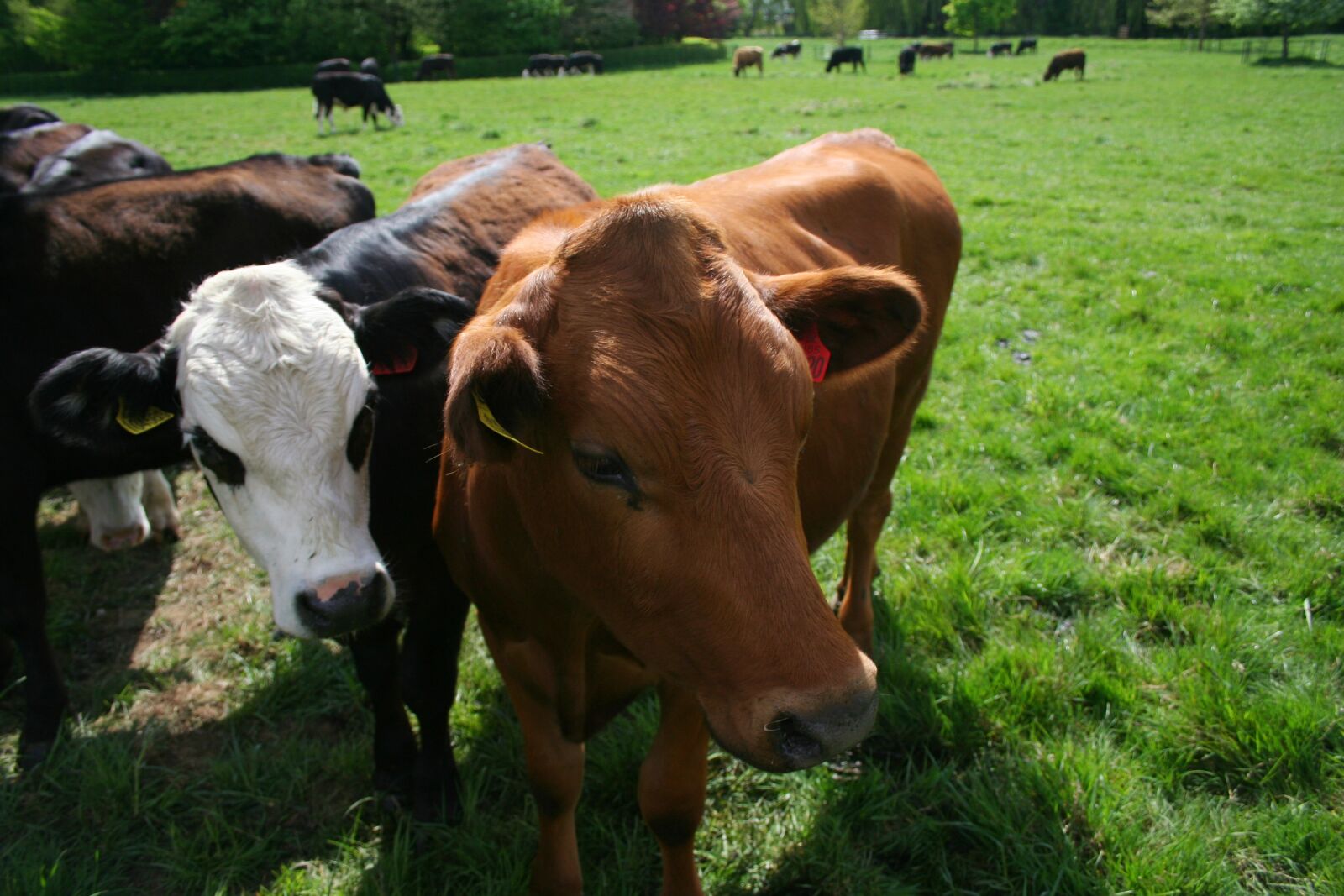 Canon EOS 350D (EOS Digital Rebel XT / EOS Kiss Digital N) sample photo. Cow, looking, nature photography