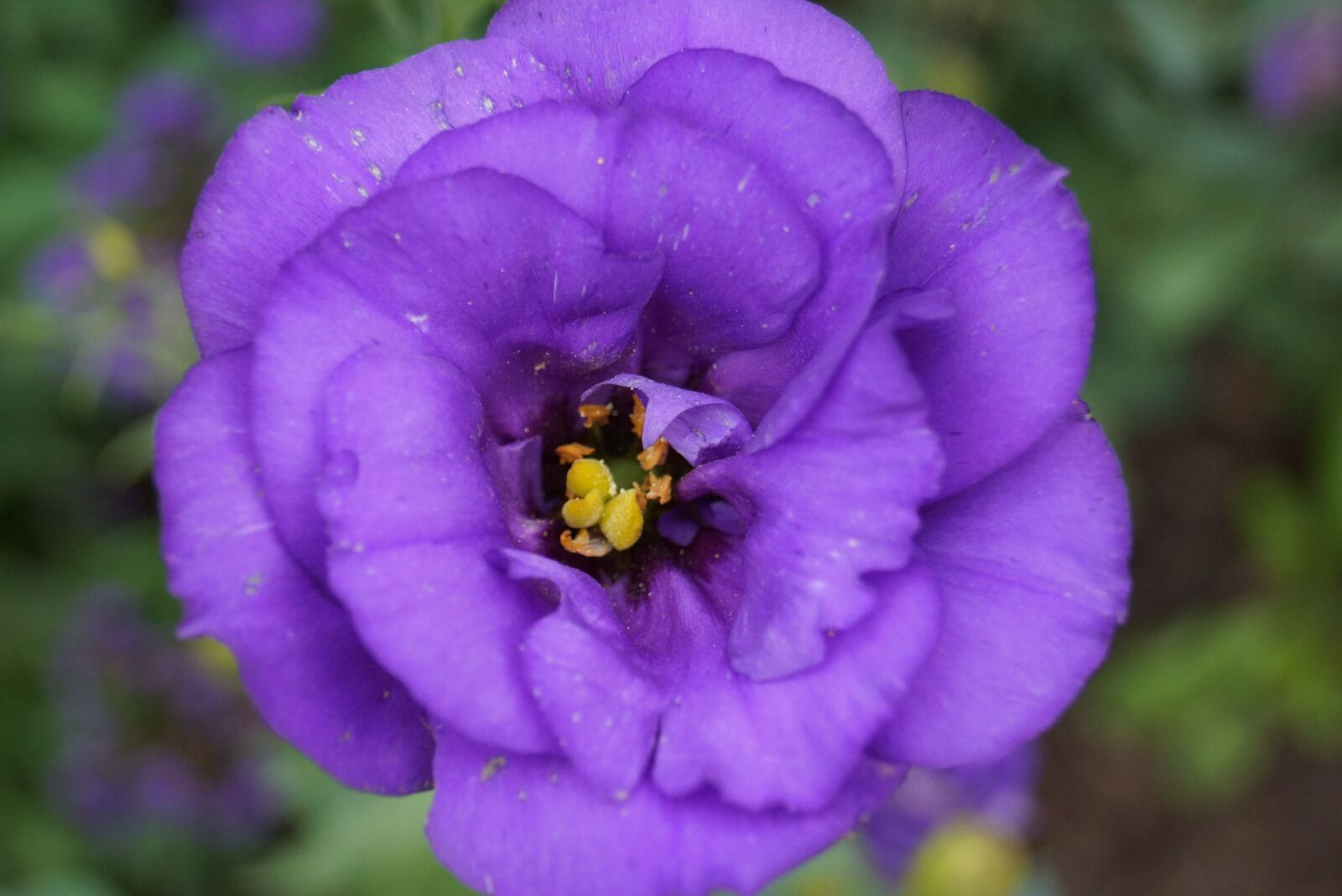 Sony SLT-A65 (SLT-A65V) sample photo. Flower, purple flowers, blossom photography