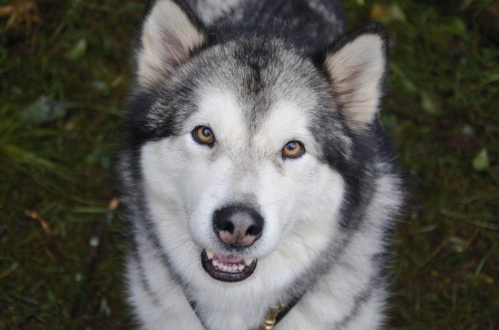 Nikon D7000 sample photo. Dog, animal, nature photography