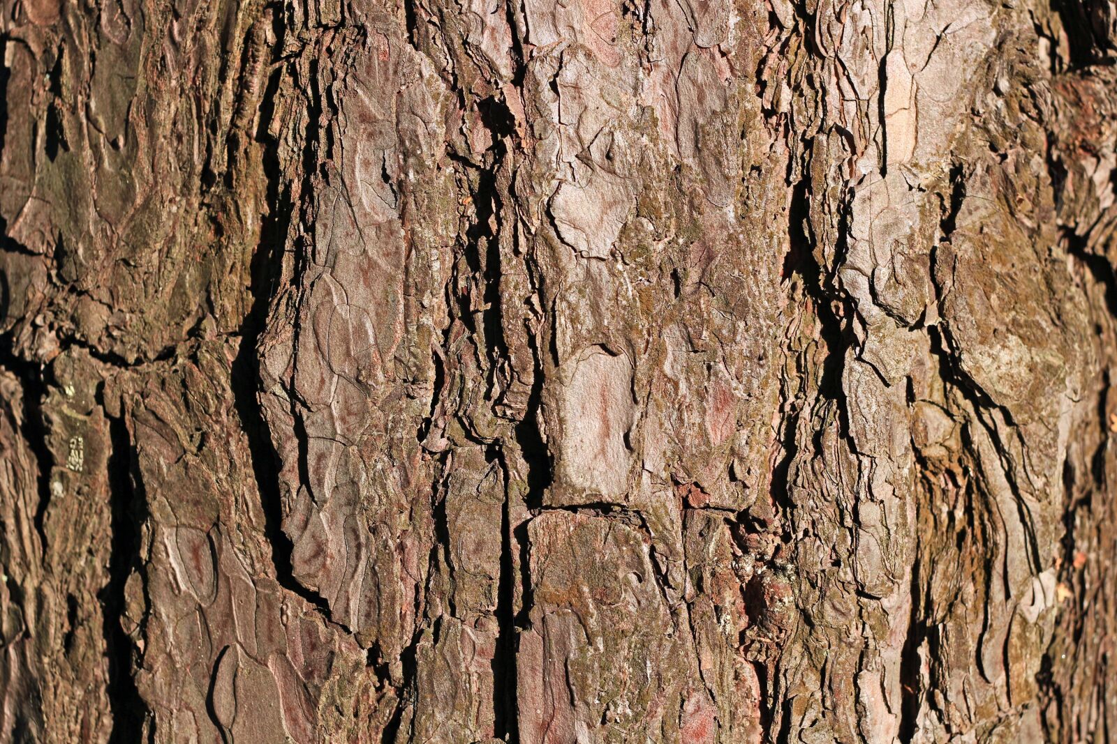 Canon EOS 100D (EOS Rebel SL1 / EOS Kiss X7) + Canon EF 40mm F2.8 STM sample photo. Bark, pine, tree photography