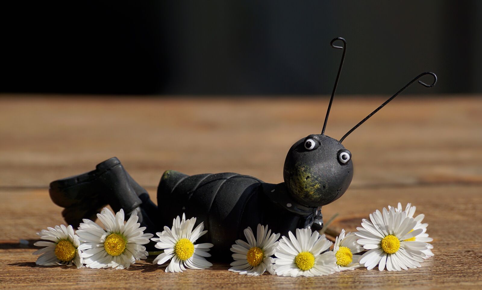 Sony DT 55-300mm F4.5-5.6 SAM sample photo. Figure, grasshopper, close up photography